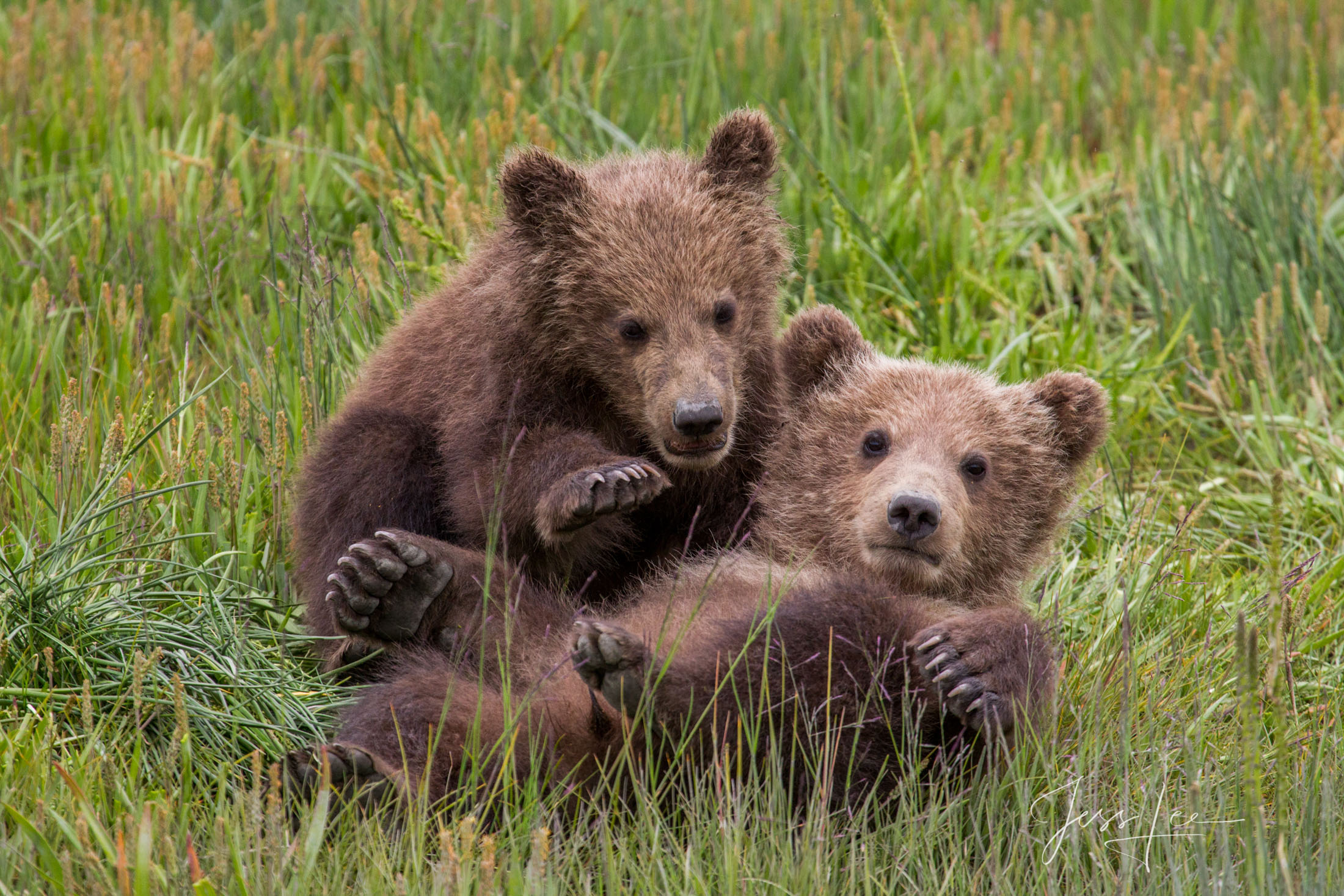 Brown Bear Cubs Photo 122. Alaska