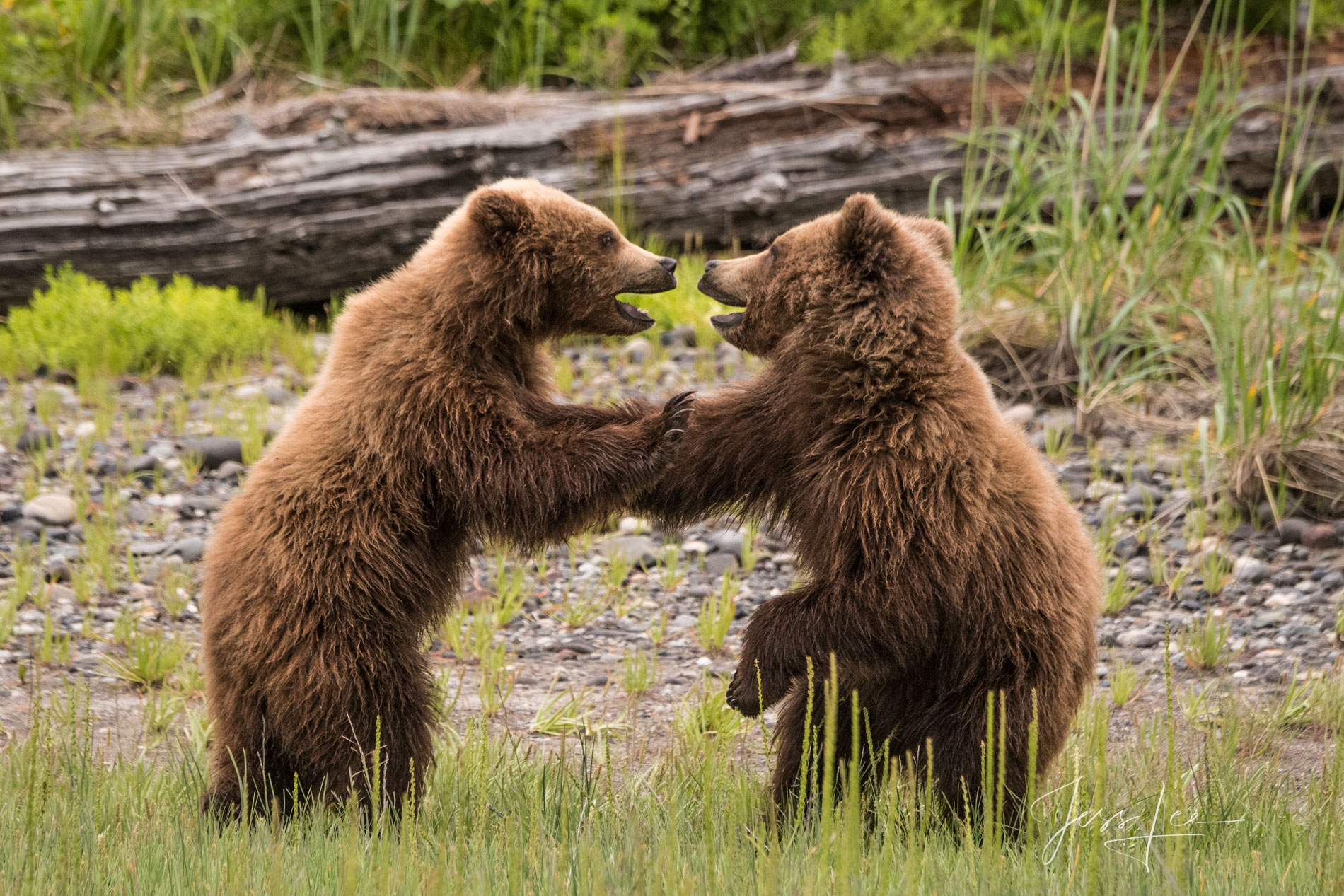 Grizzly Bear Cubs Standing