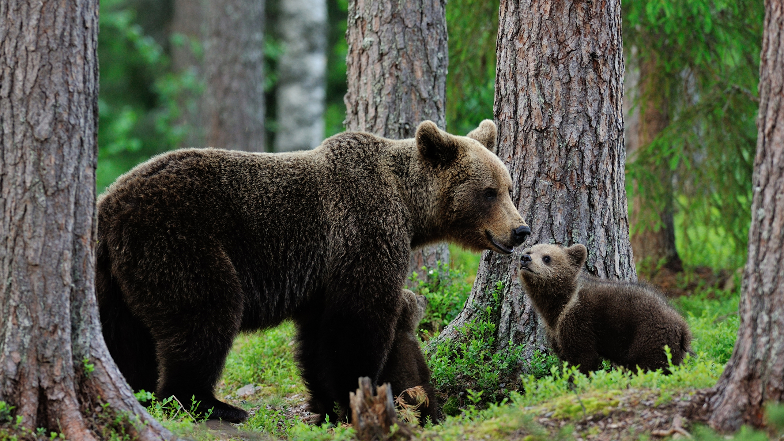 Image Grizzly bear Cubs Two Trunk tree