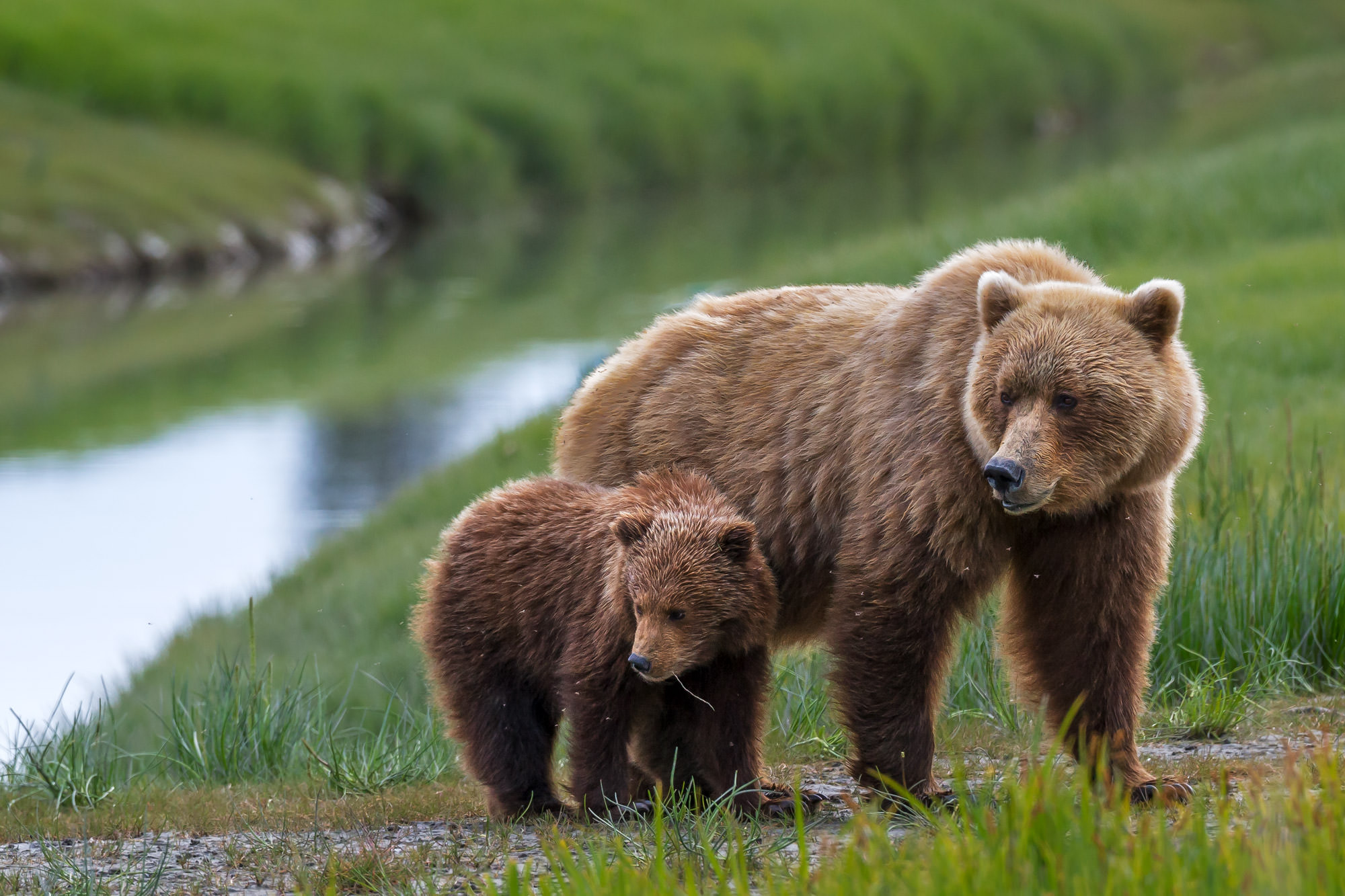 Grizzly Bear Cub Close To Mom Fine Art