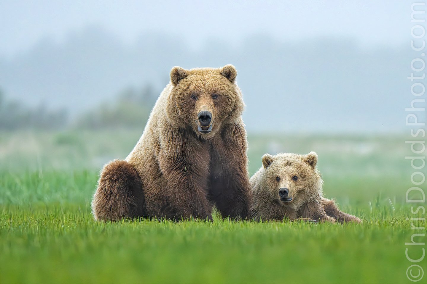 Grizzly Coastal Brown Bear Mother