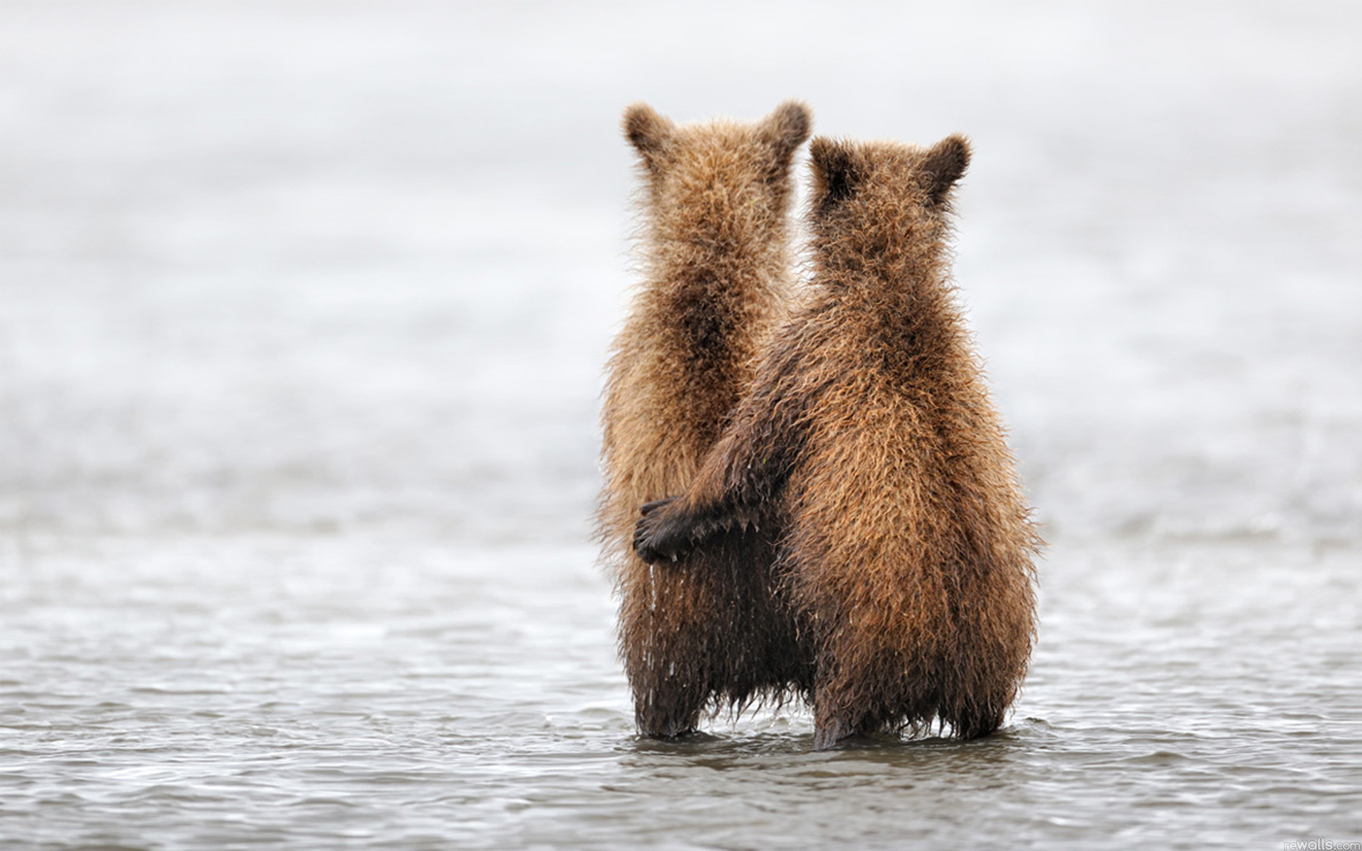 Download Grizzly Cubs wallpaper