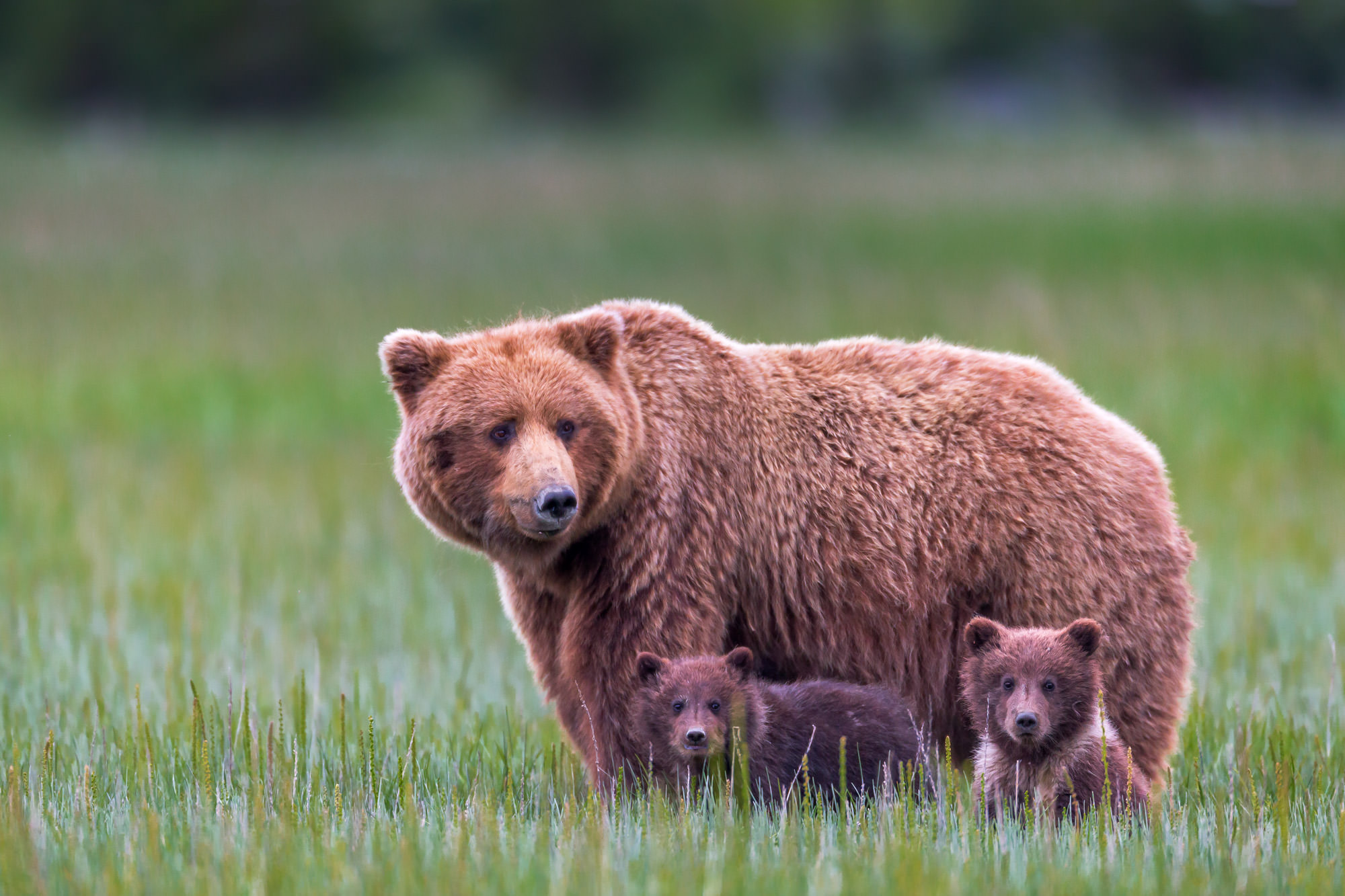 Grizzly Bear With Two Cubs In Grass