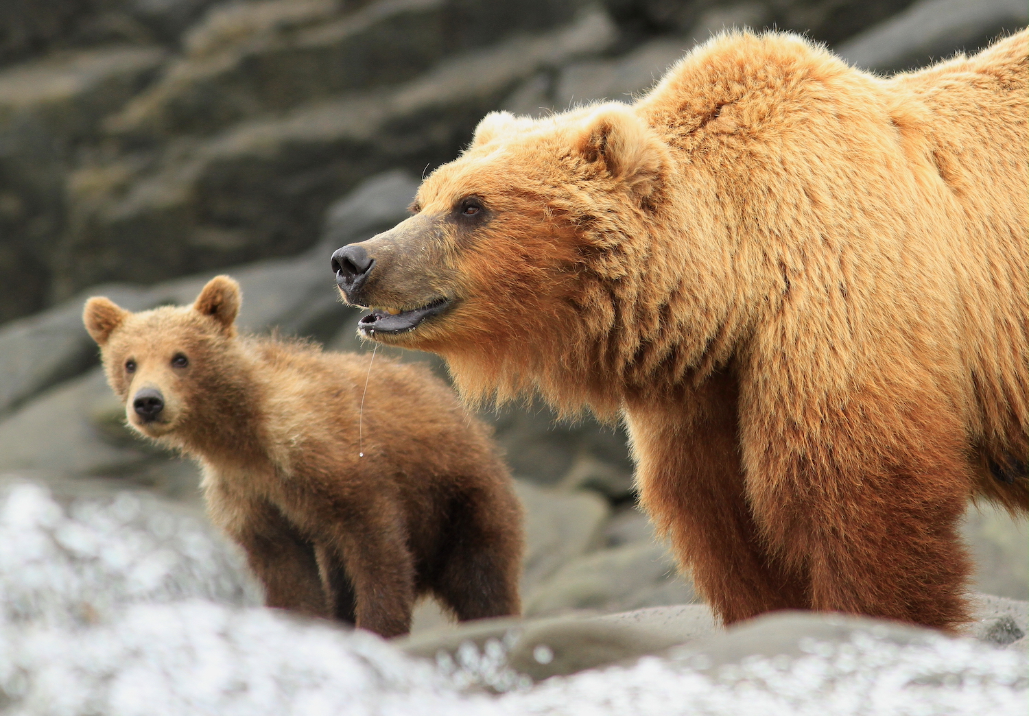 Mothers & Cubs: Grizzly Photo Roundup