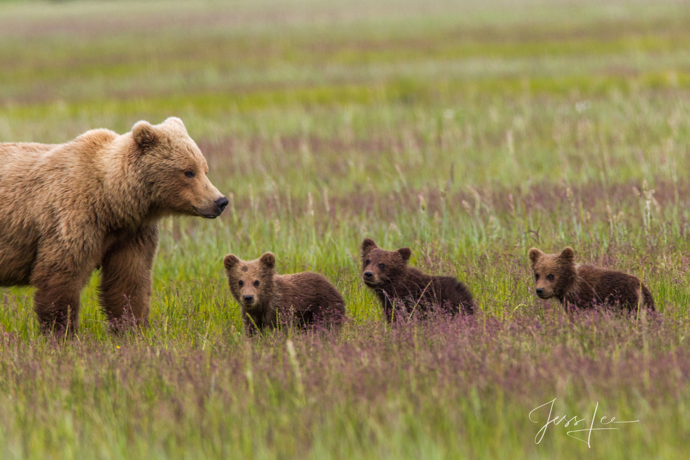 Brown Bear 3 cubs Photo 235. Alaska