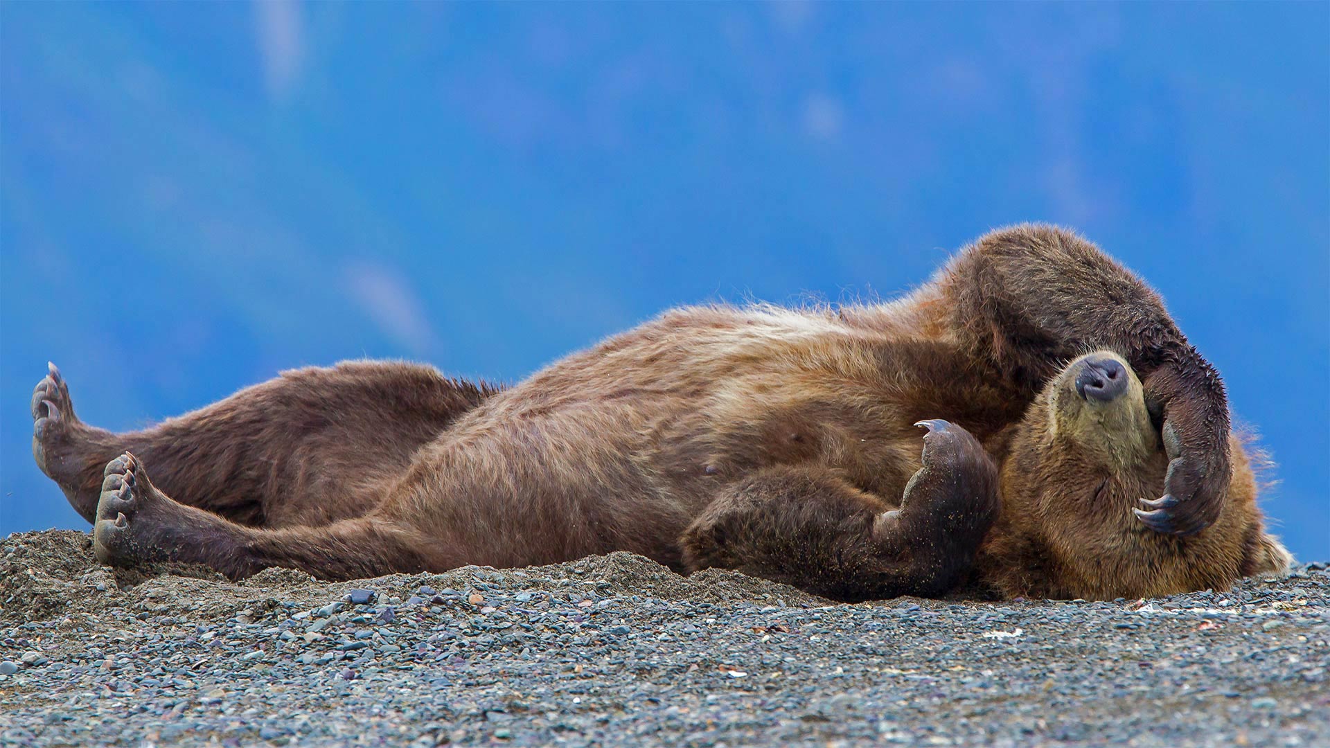 Grizzly bear cub relaxing Lake Clark