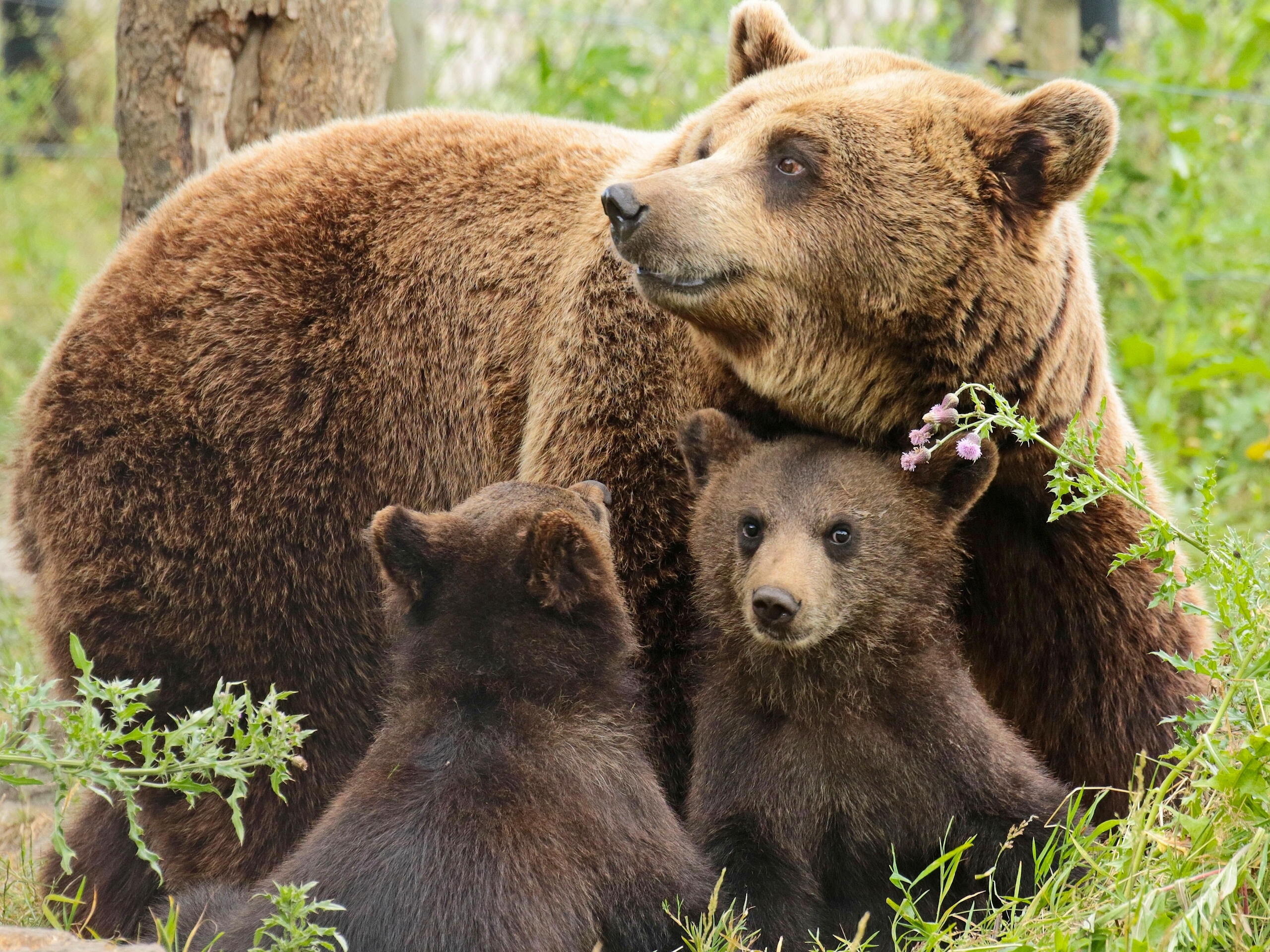 Picture Grizzly bear Cubs Three 3
