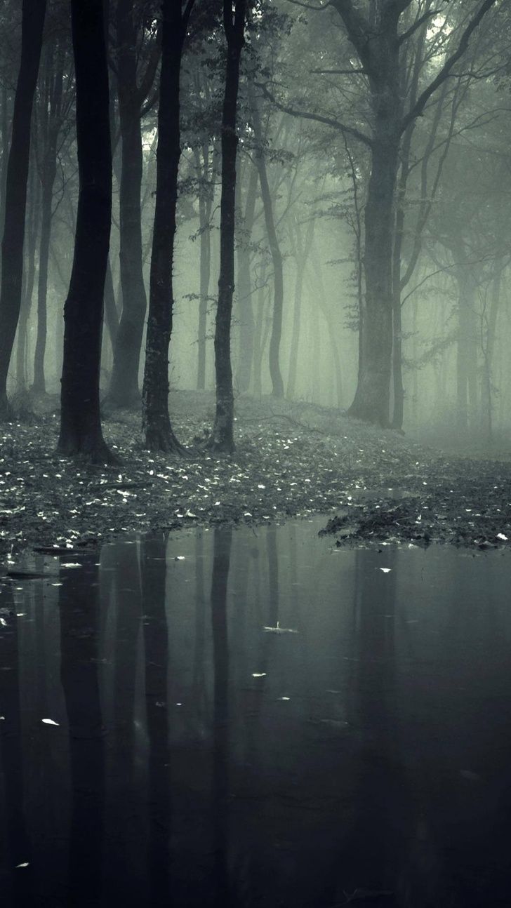 Hd nature wallpaper, Scary woods
