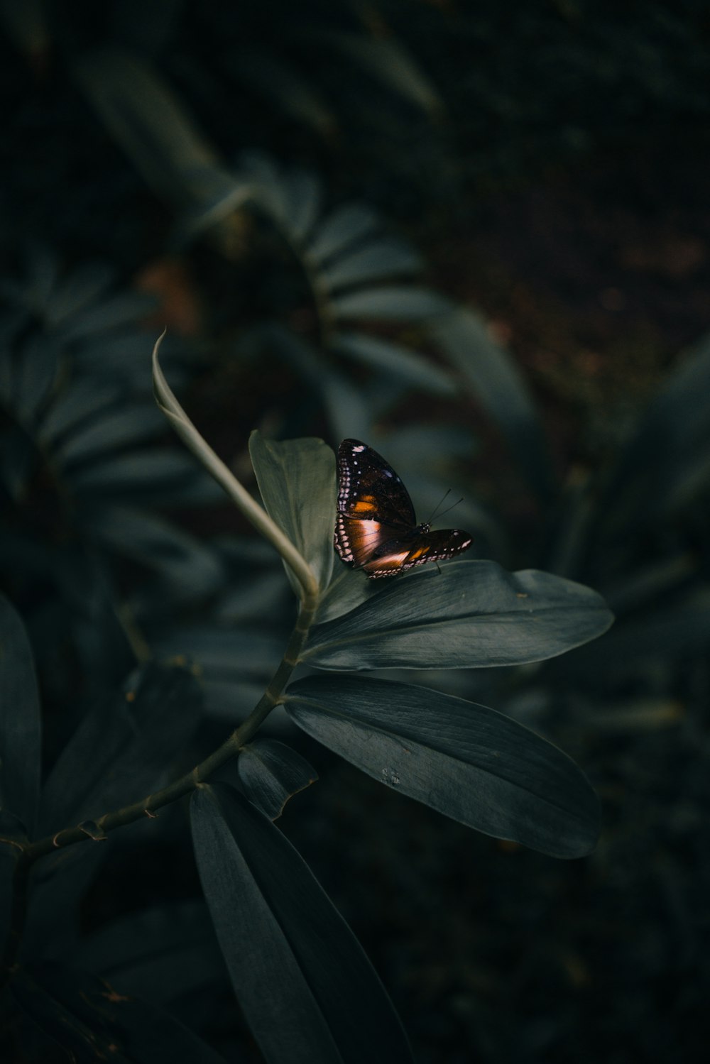 Nature Dark Picture. Download