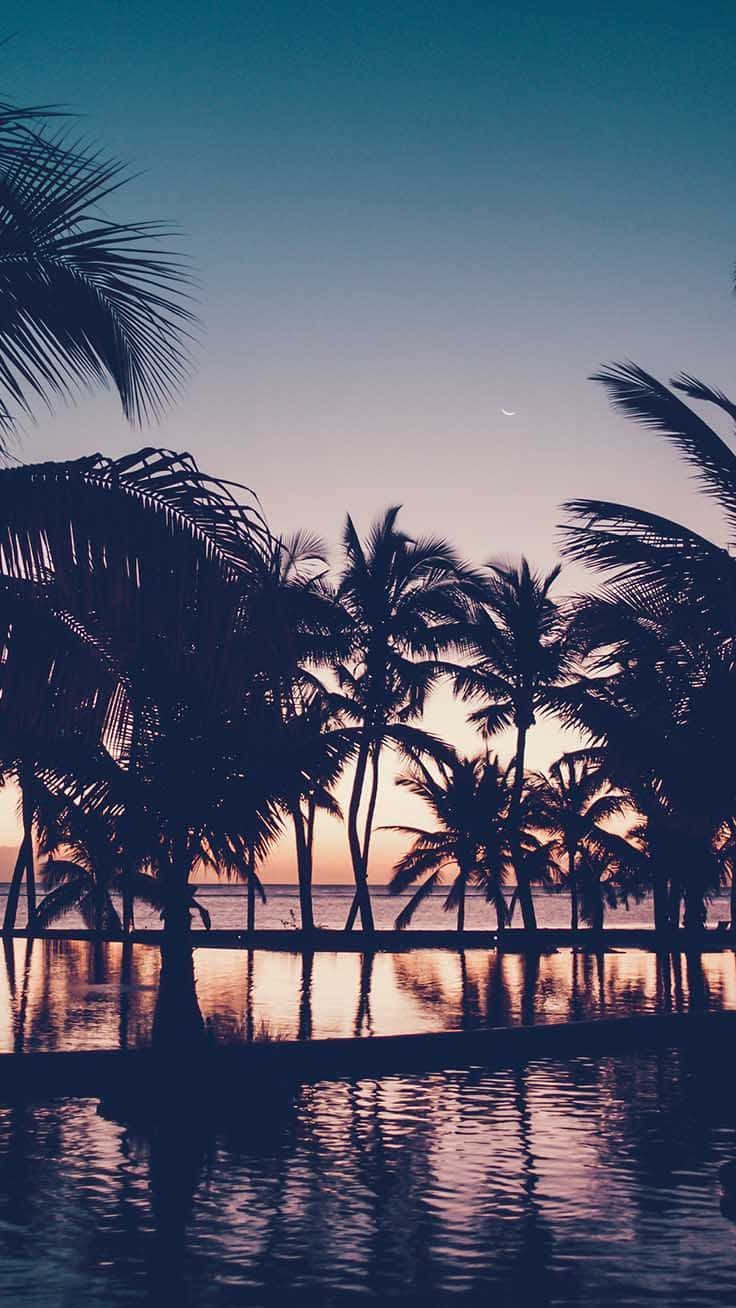 Download Pool Palm Trees Trendy Summer