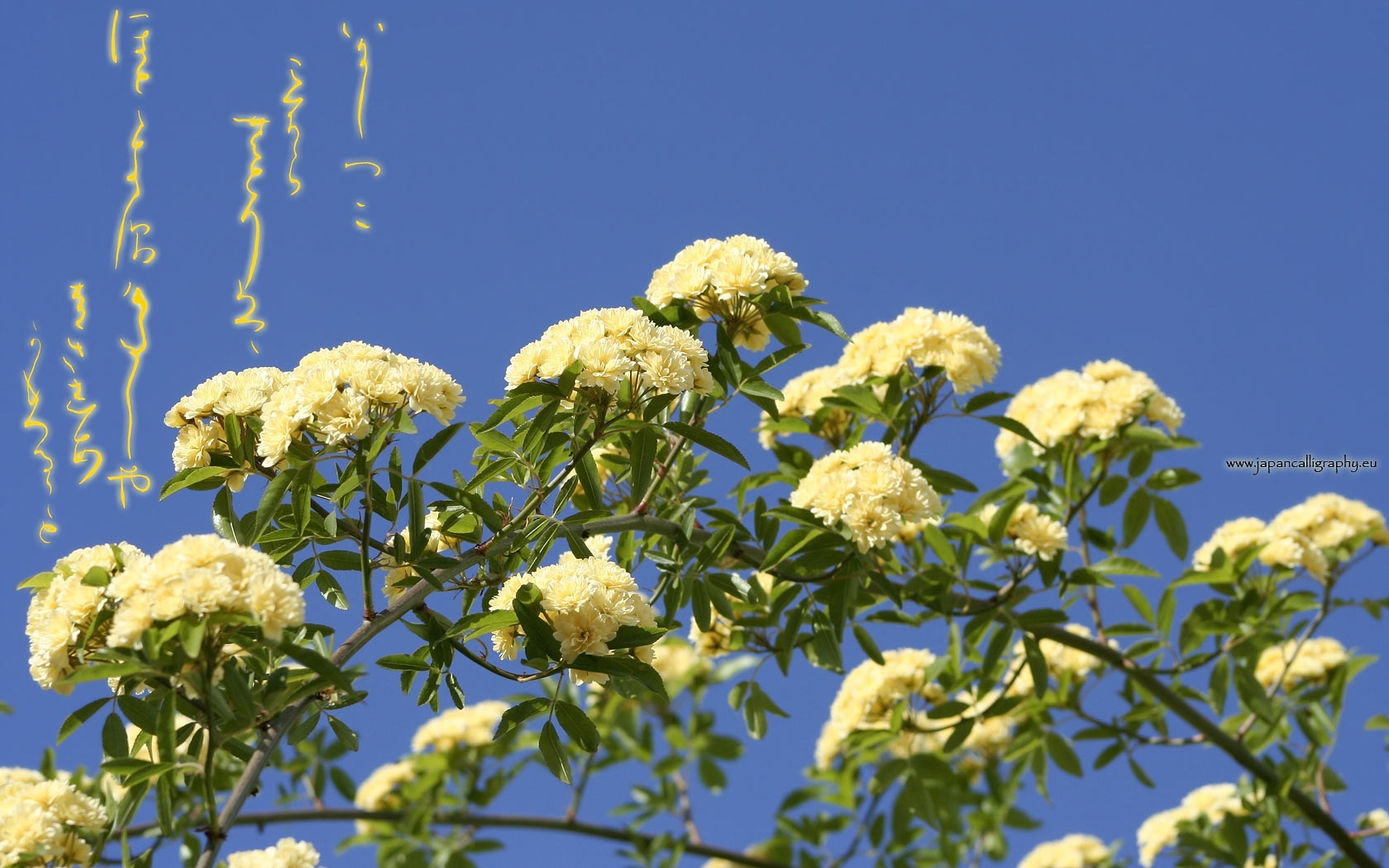 Japanese calligraphy desktop wallpaper