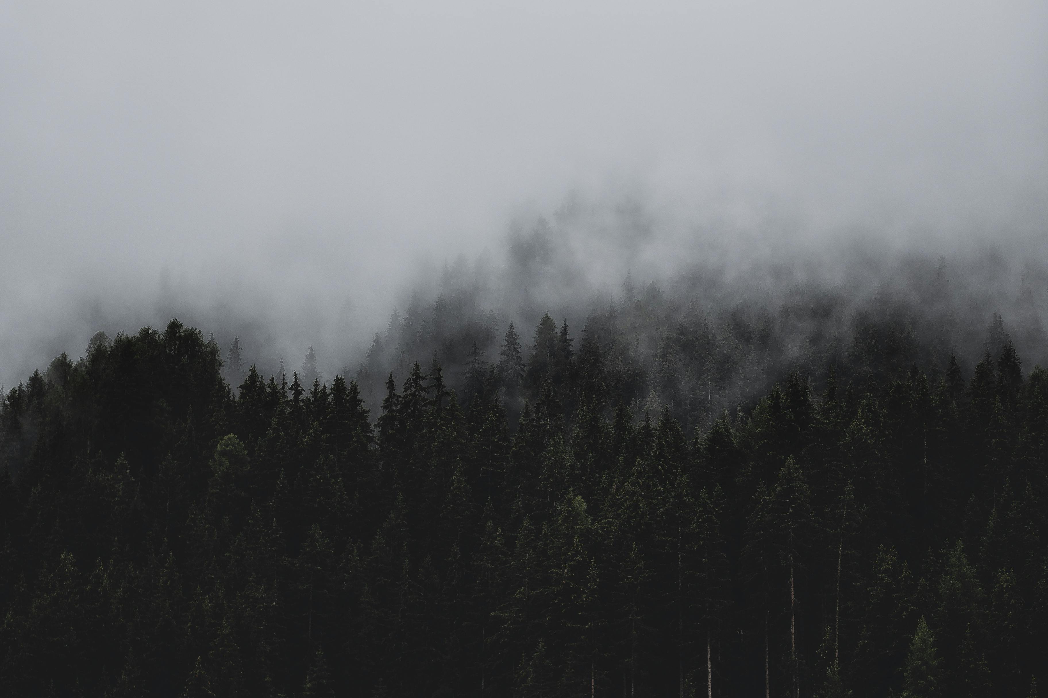 Foggy Forest Photo, Download The BEST