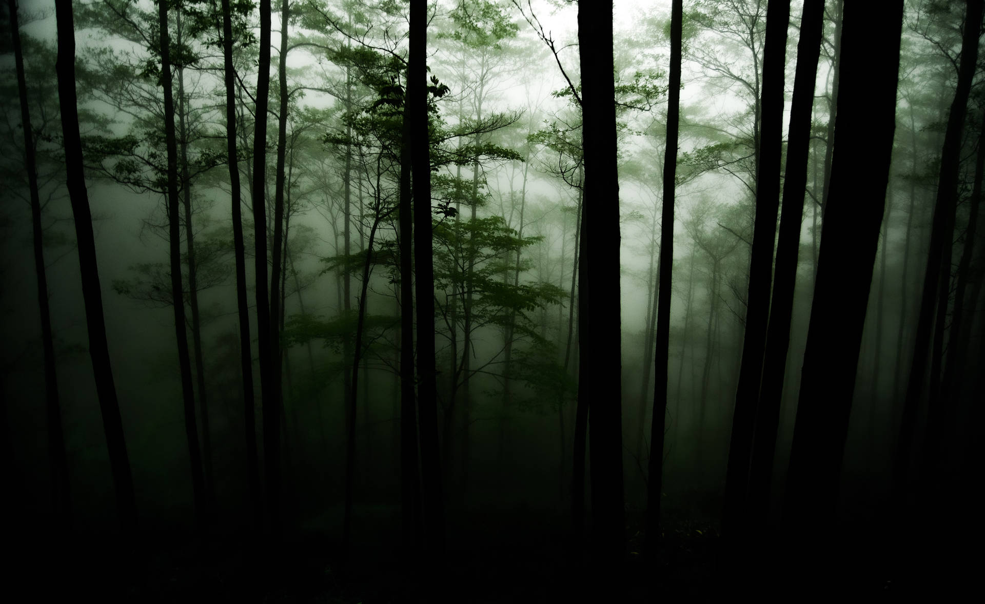 Dark Forest Background