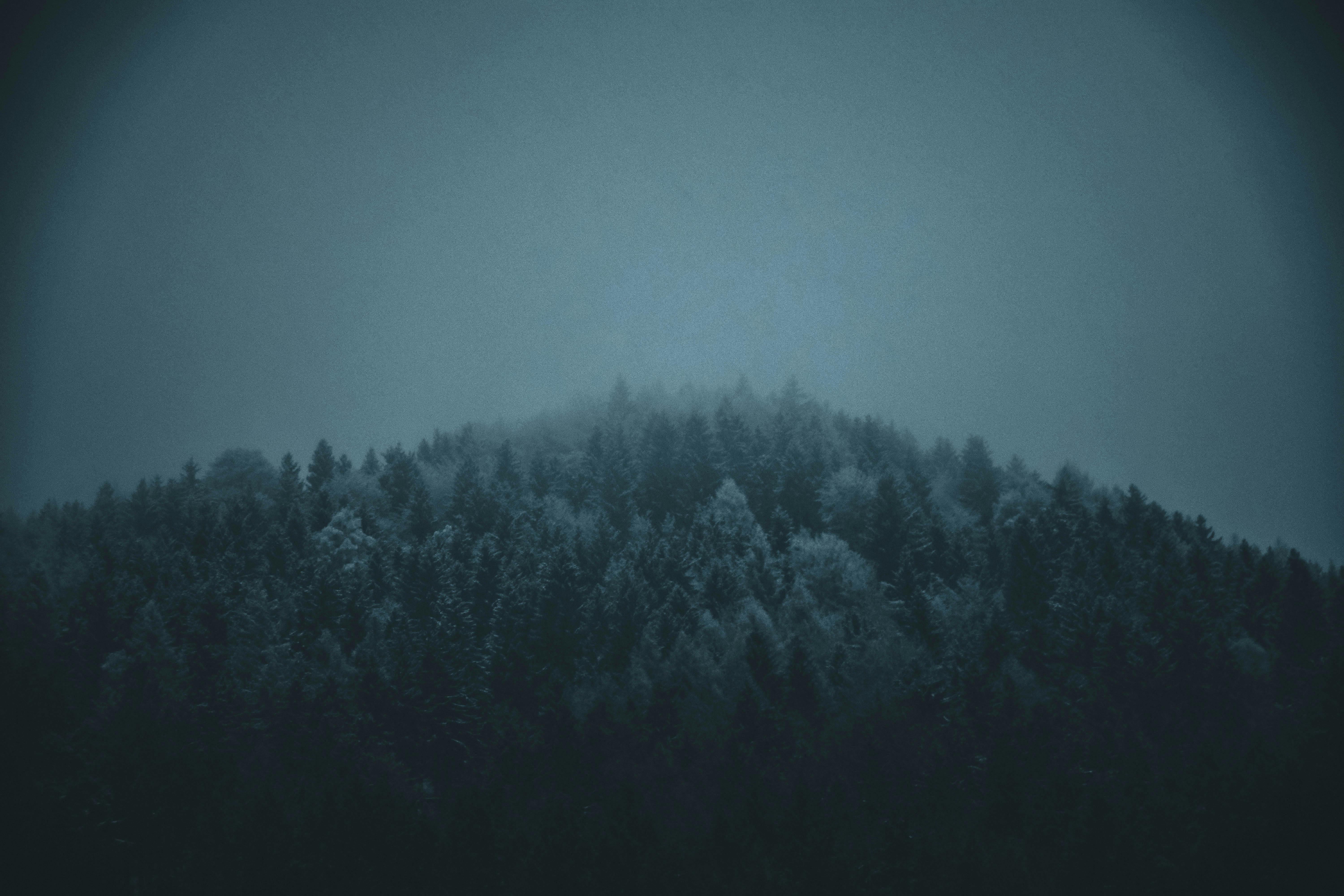 Dark Forest Photo, Download The BEST