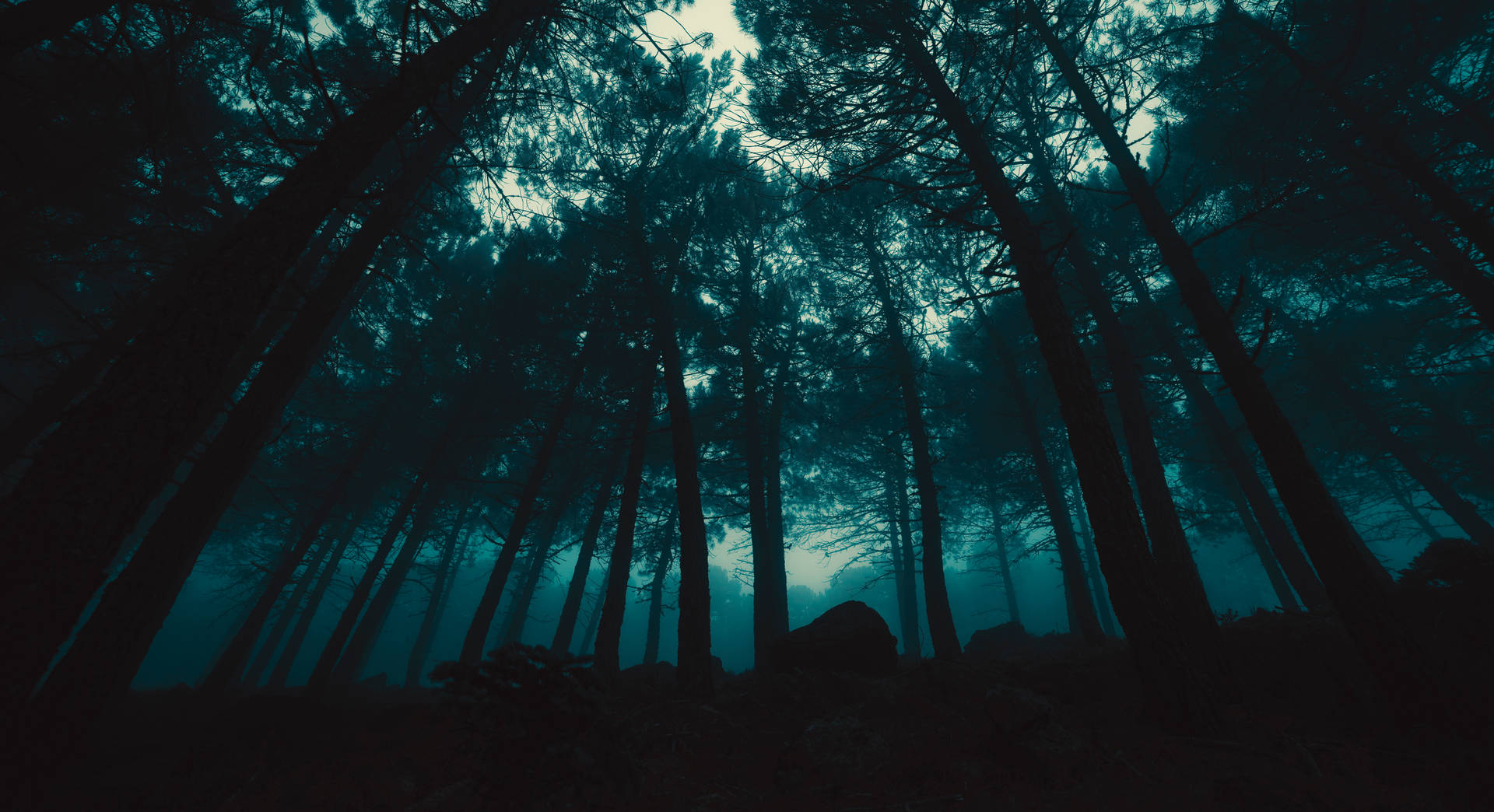 Free Dark Forest HD Wallpaper