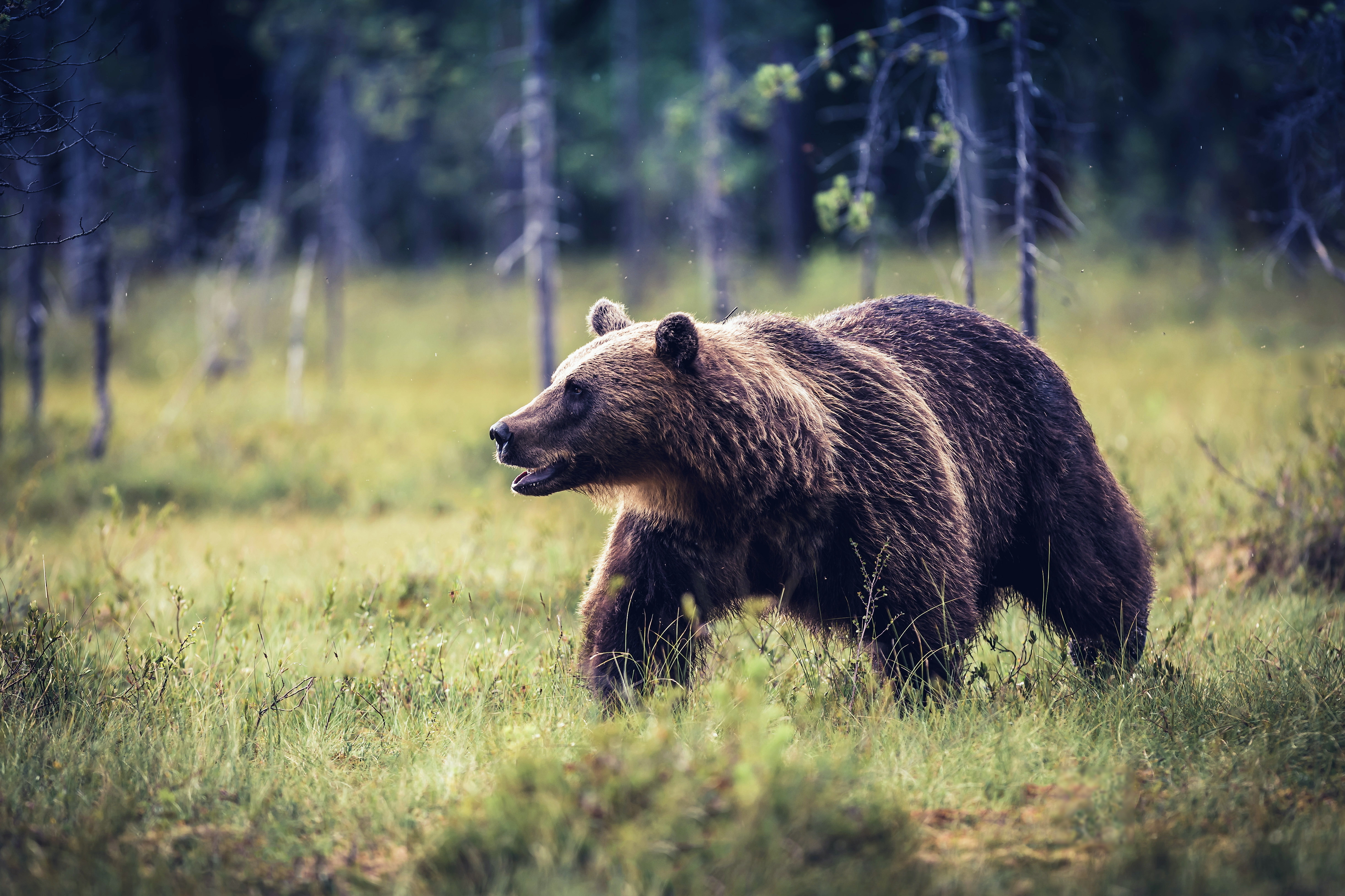 Download Grizzly Animal Grizzly Bear 4k