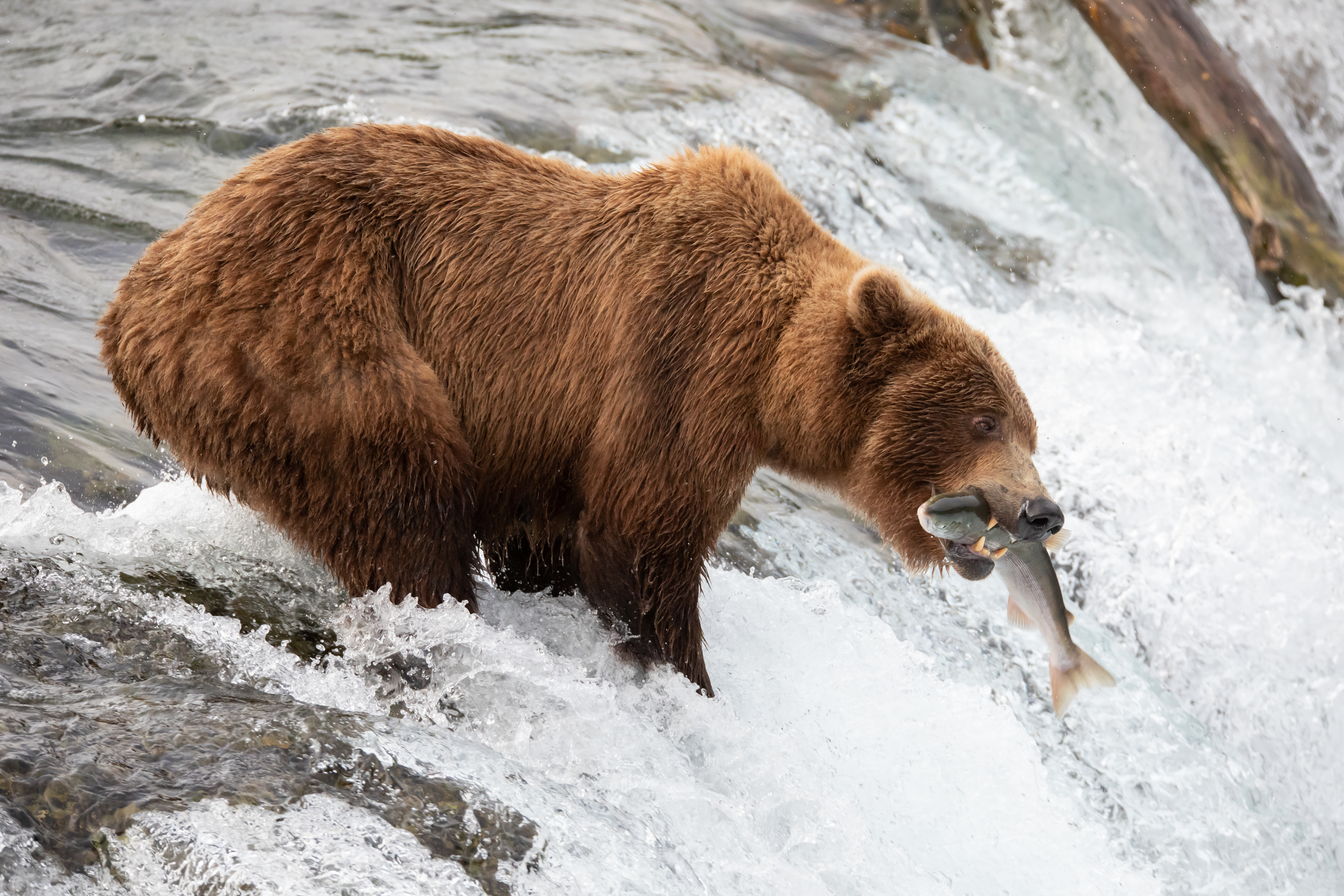 Fish Grizzly Animal Grizzly Bear 4k