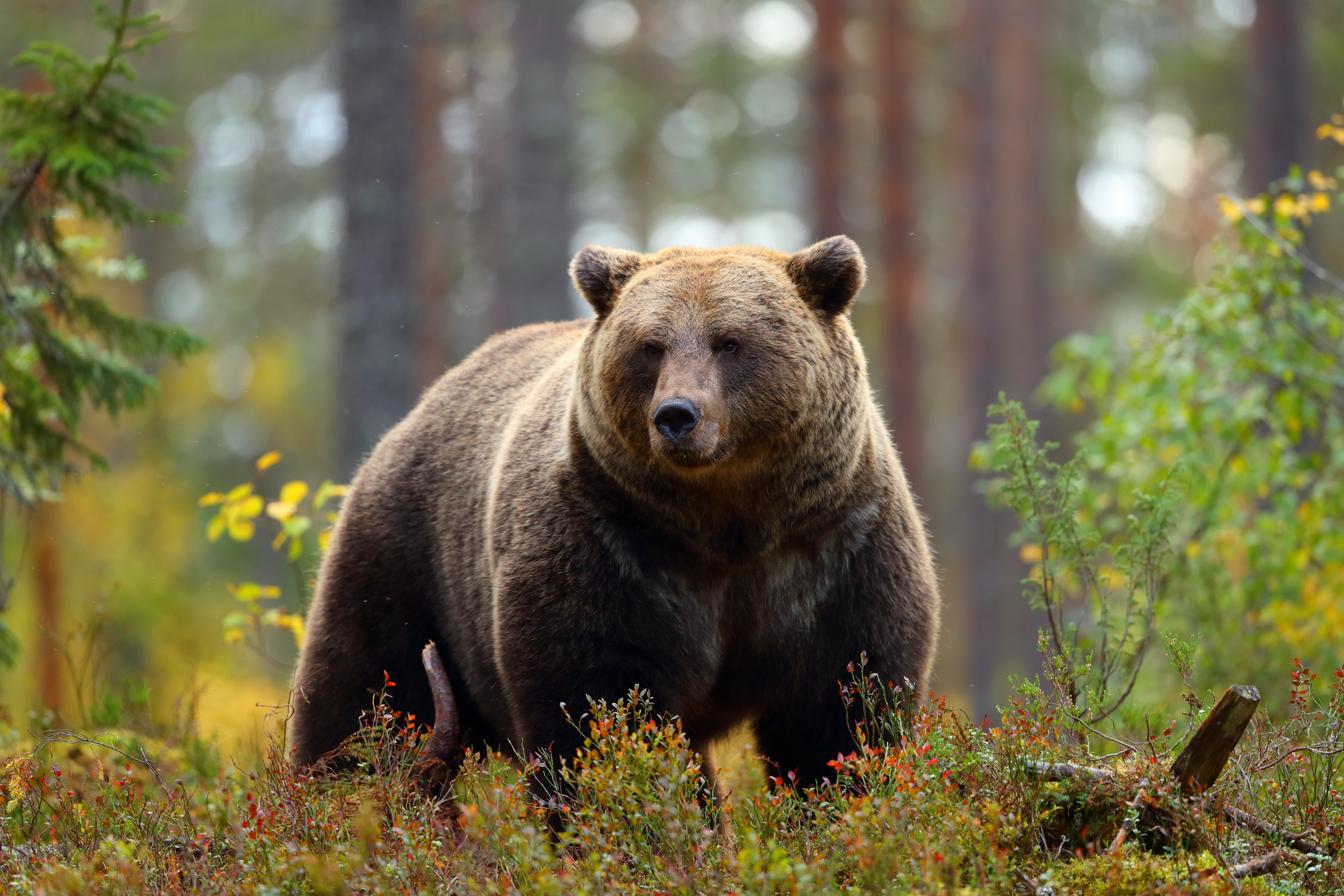 Download Animal Bear 4k Ultra HD Wallpaper