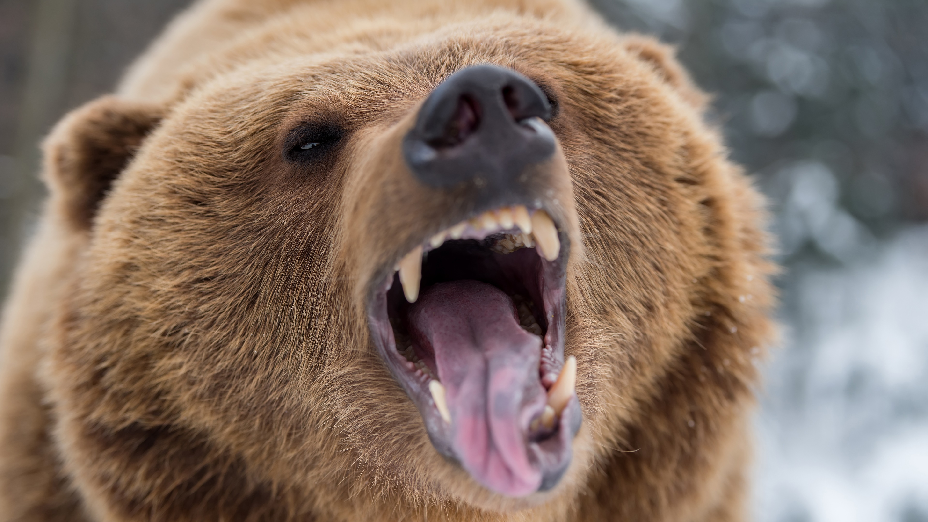 Roar Grizzly Animal Grizzly Bear 4k