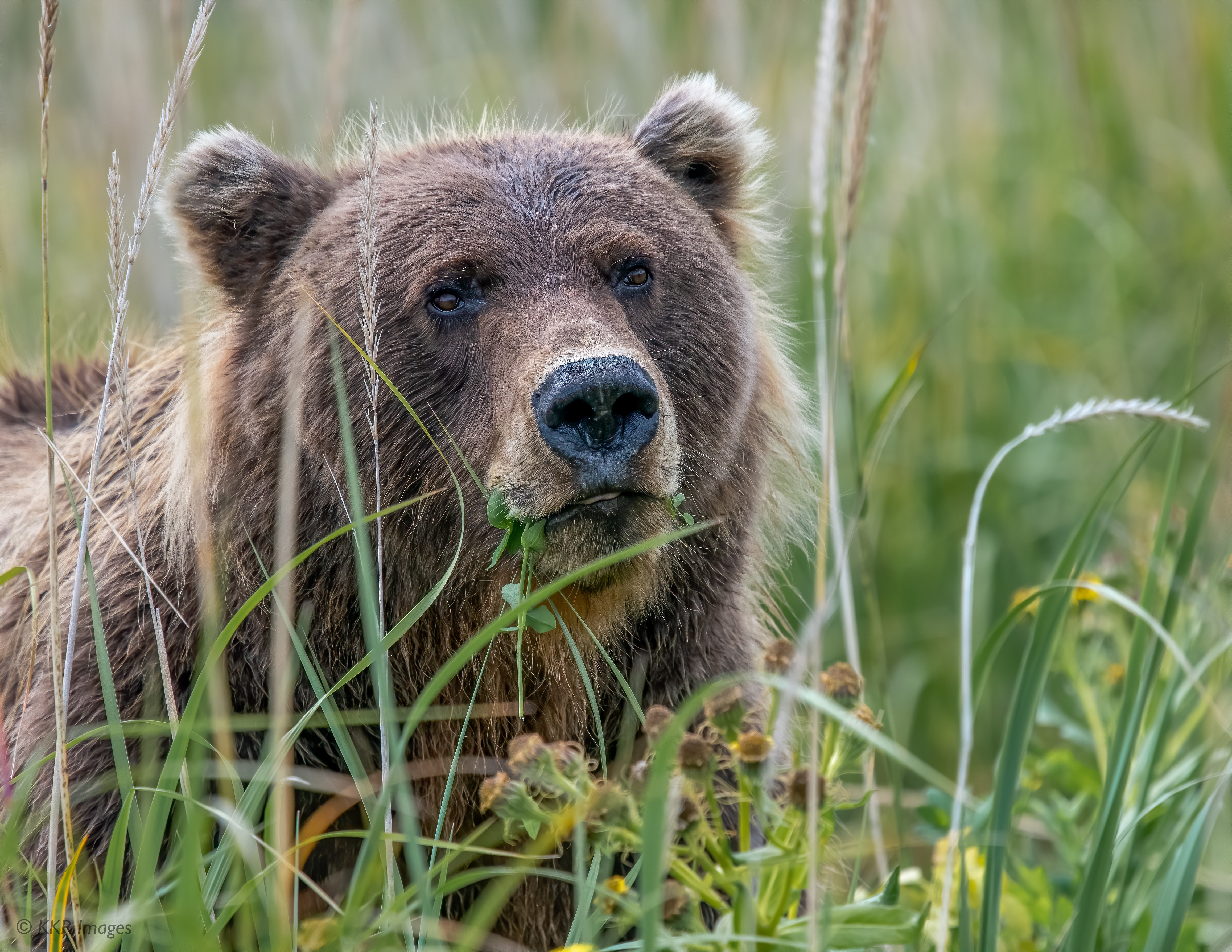 Download Grizzly Animal Grizzly Bear 4k