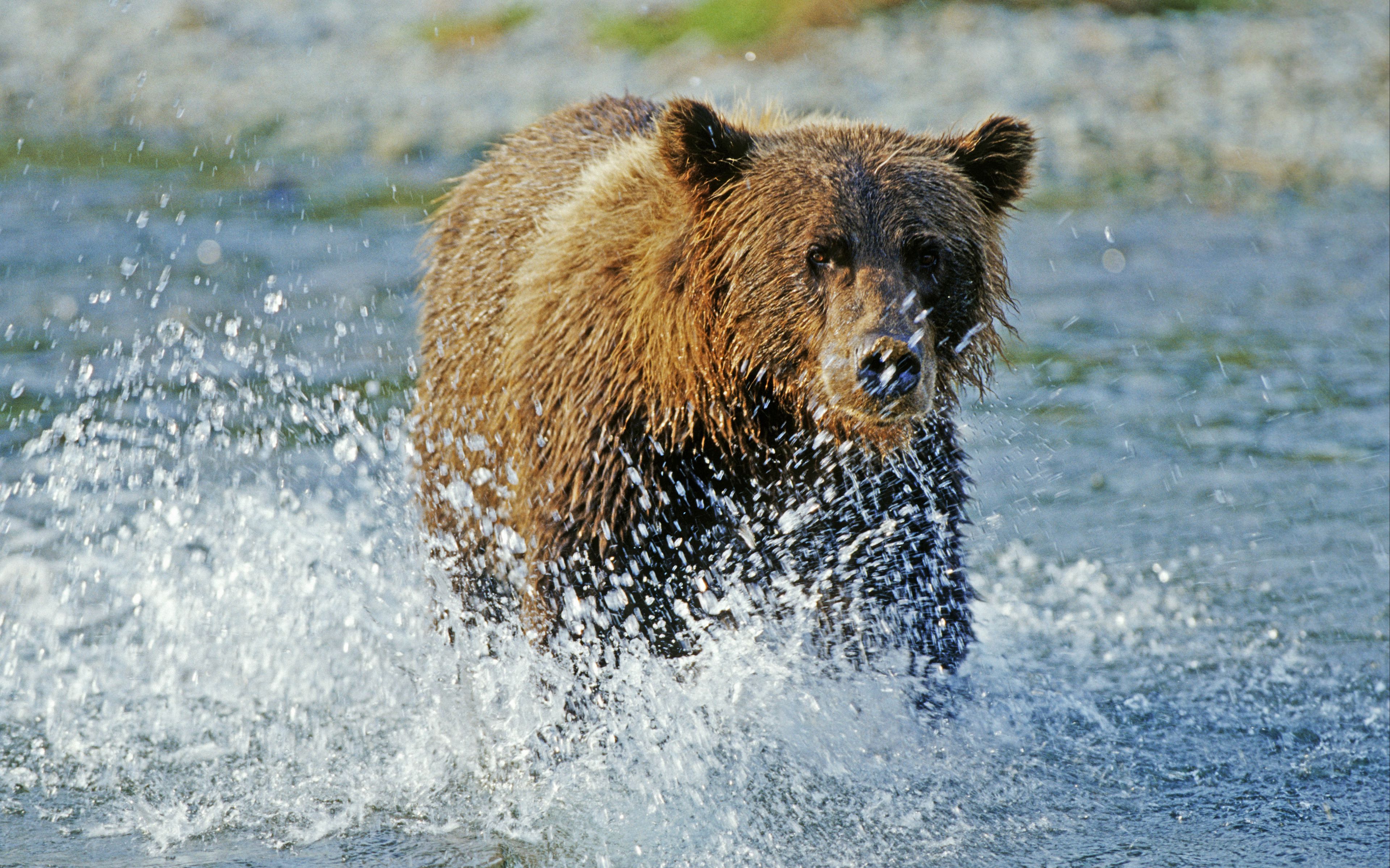 wallpaper 3840x2400 bear, grizzly bear