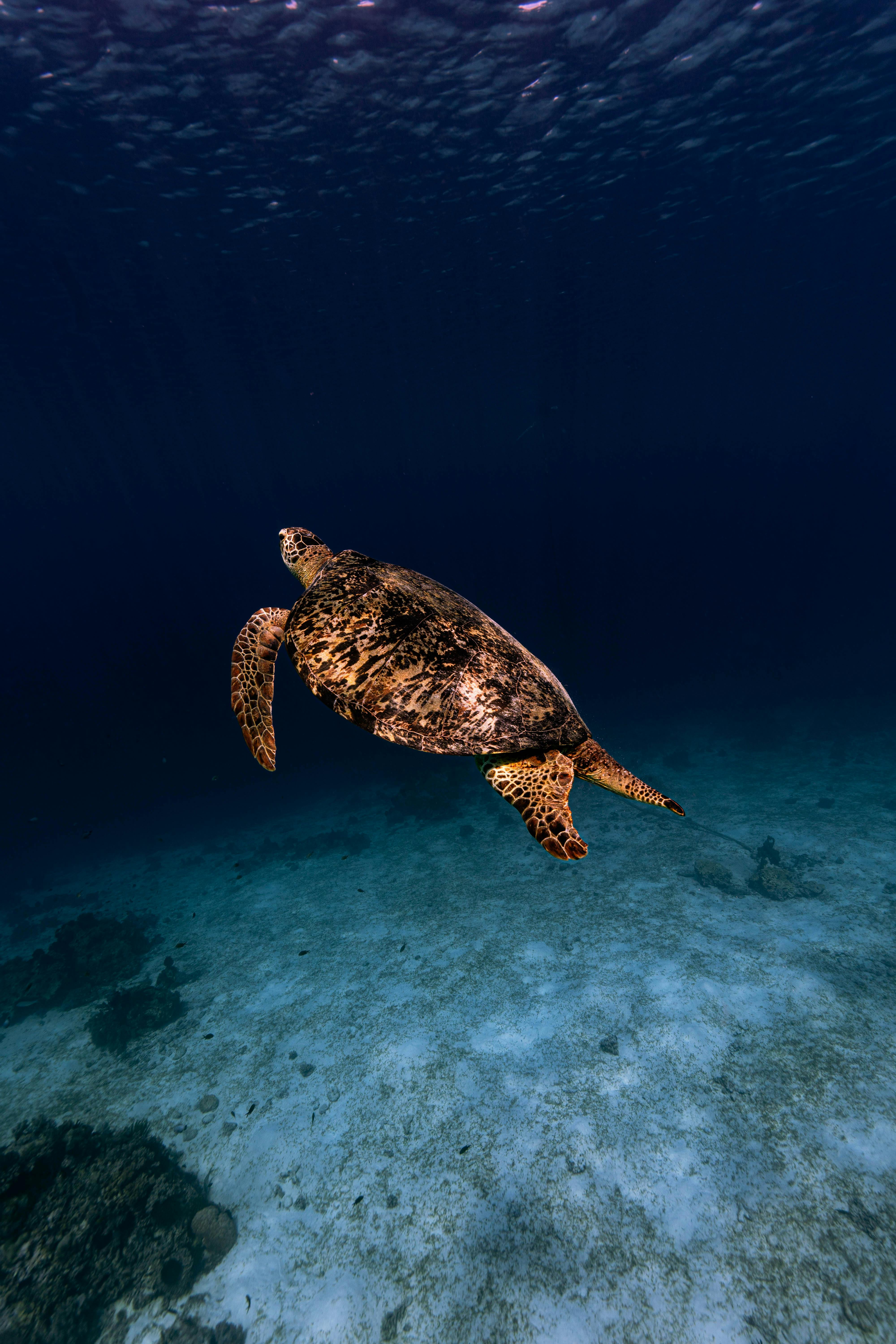 Sea Turtle · Free