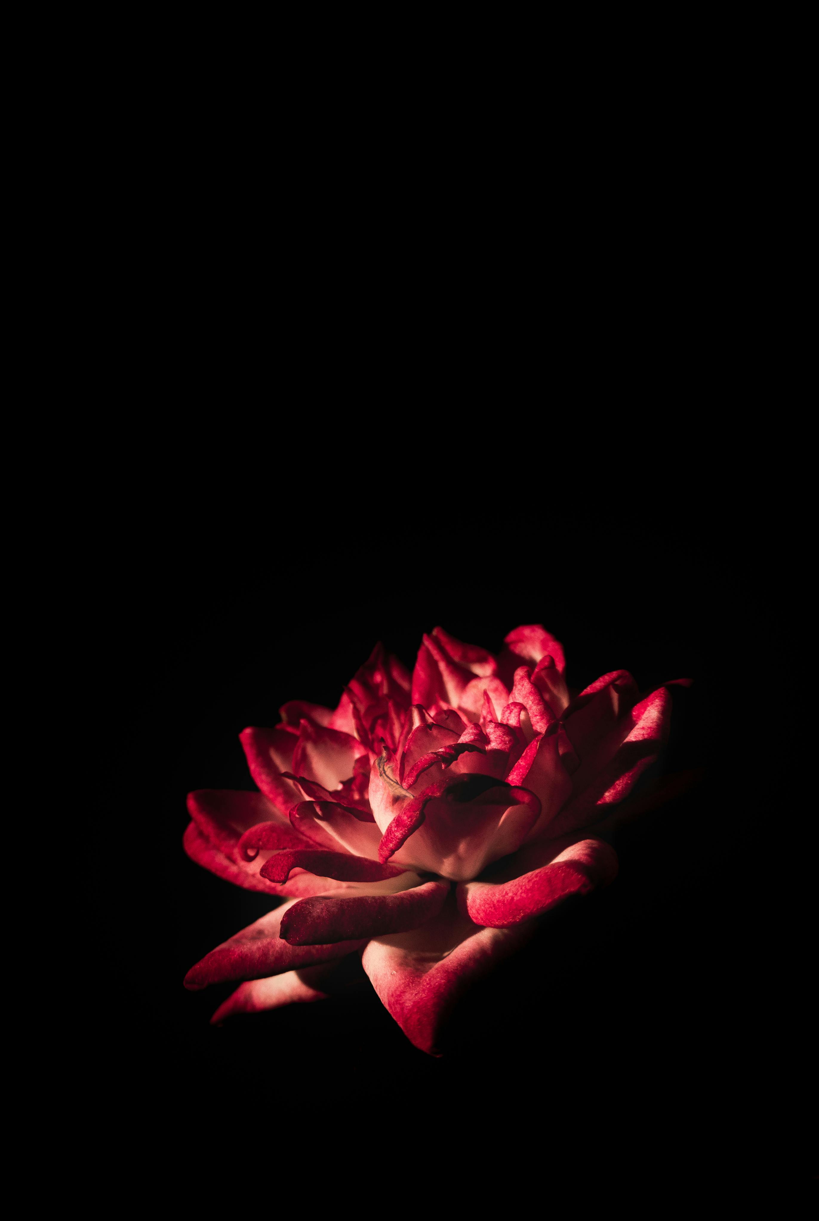 Amoled Wallpaper Black Dark Photo