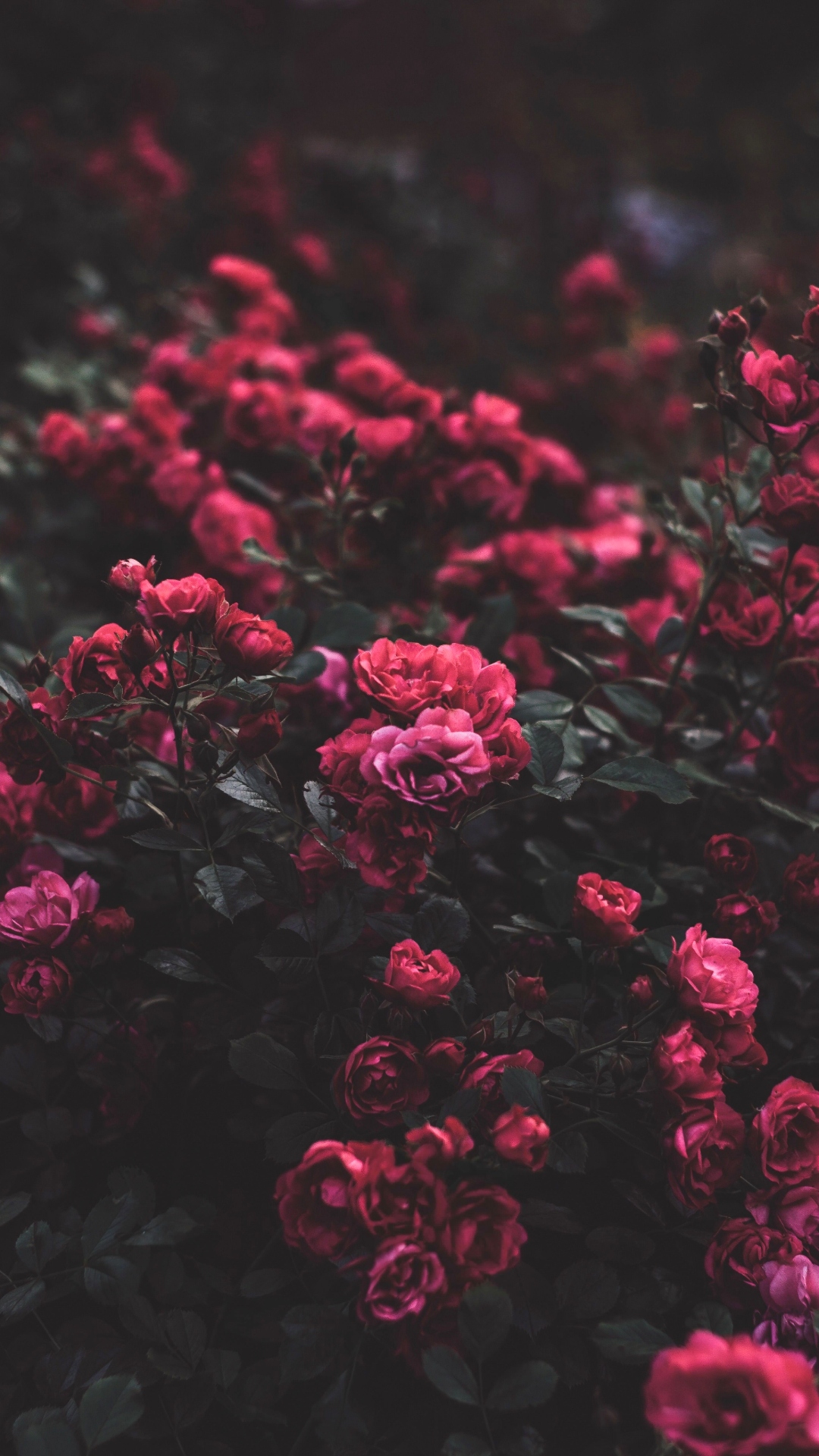 Pink Flowers Wallpaper