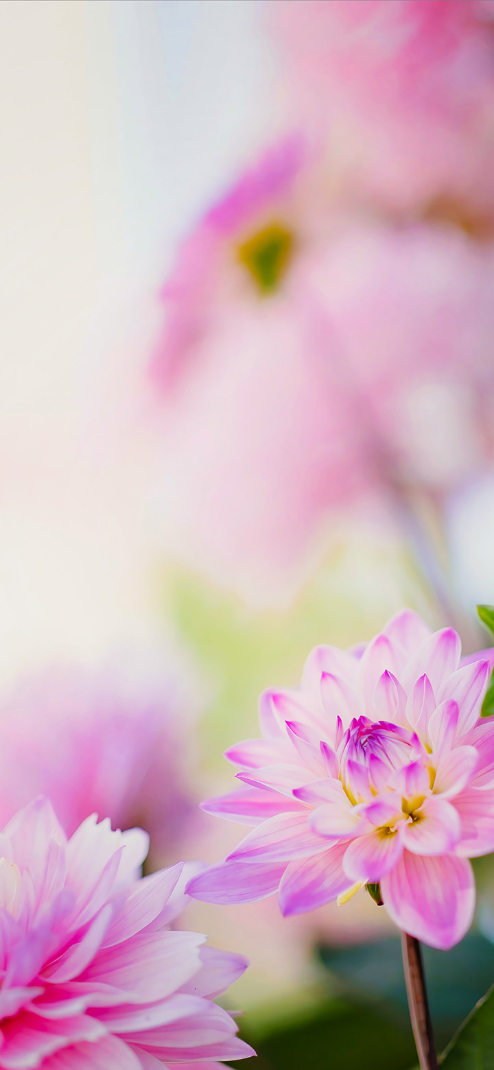 Pink Dahlia Flower On A Sunny Day 4K Phone Wallpaper