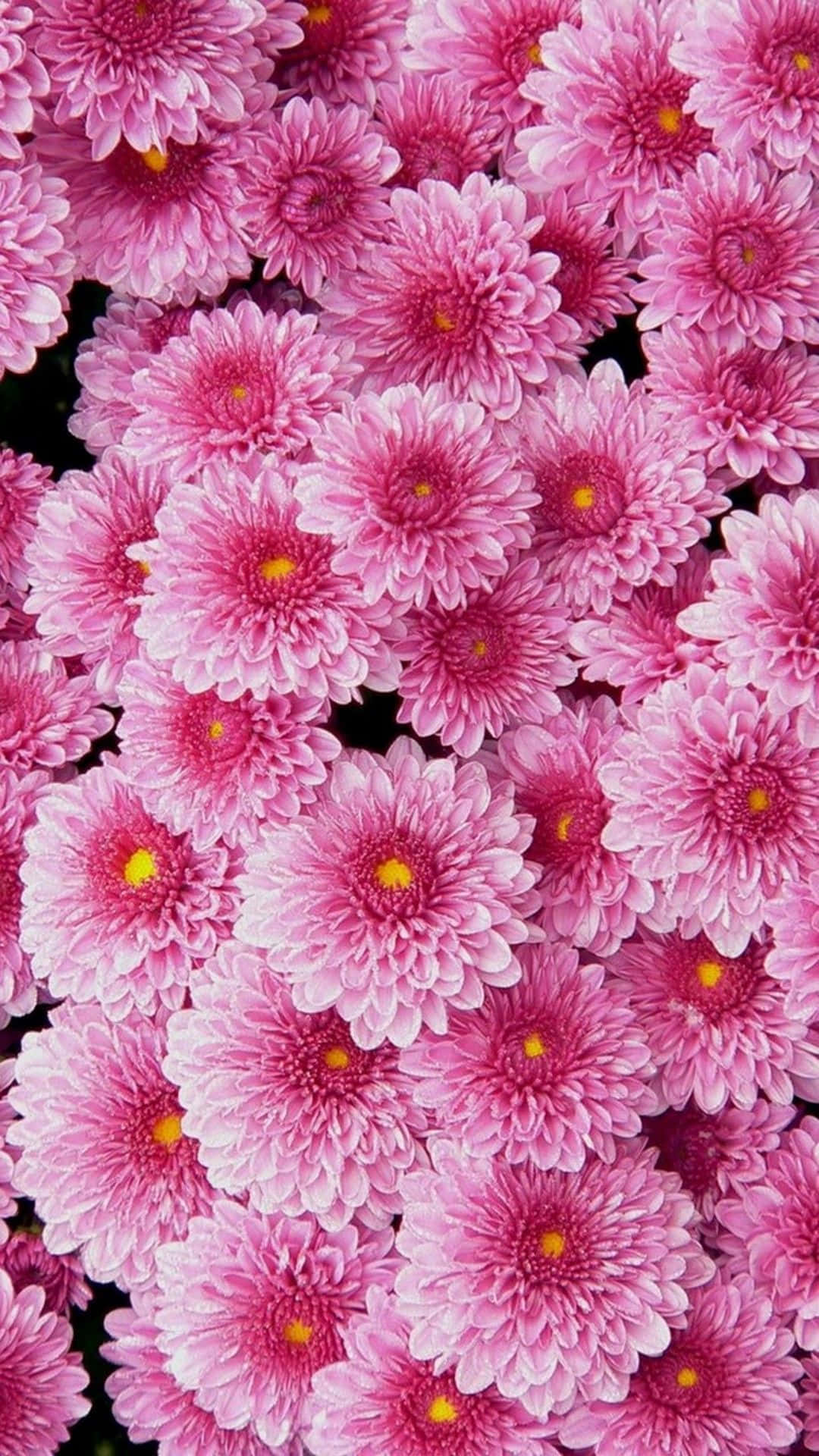 Pink Floral Wallpaper
