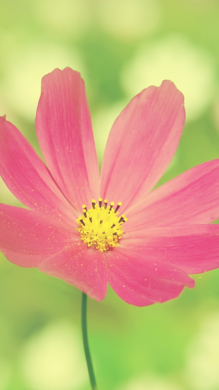 Download Nature Flower Phone Wallpaper