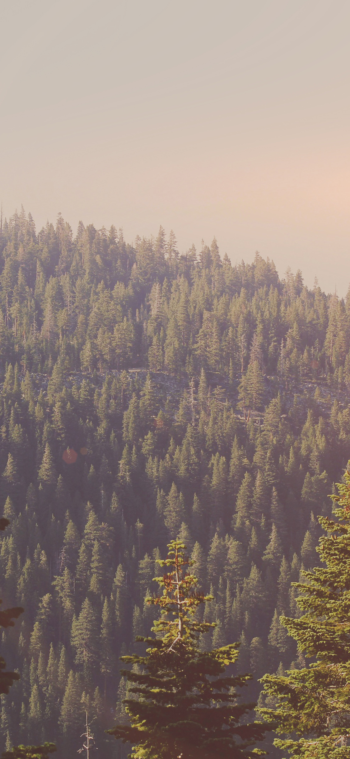 Tree Wood Mountain Nature Dark