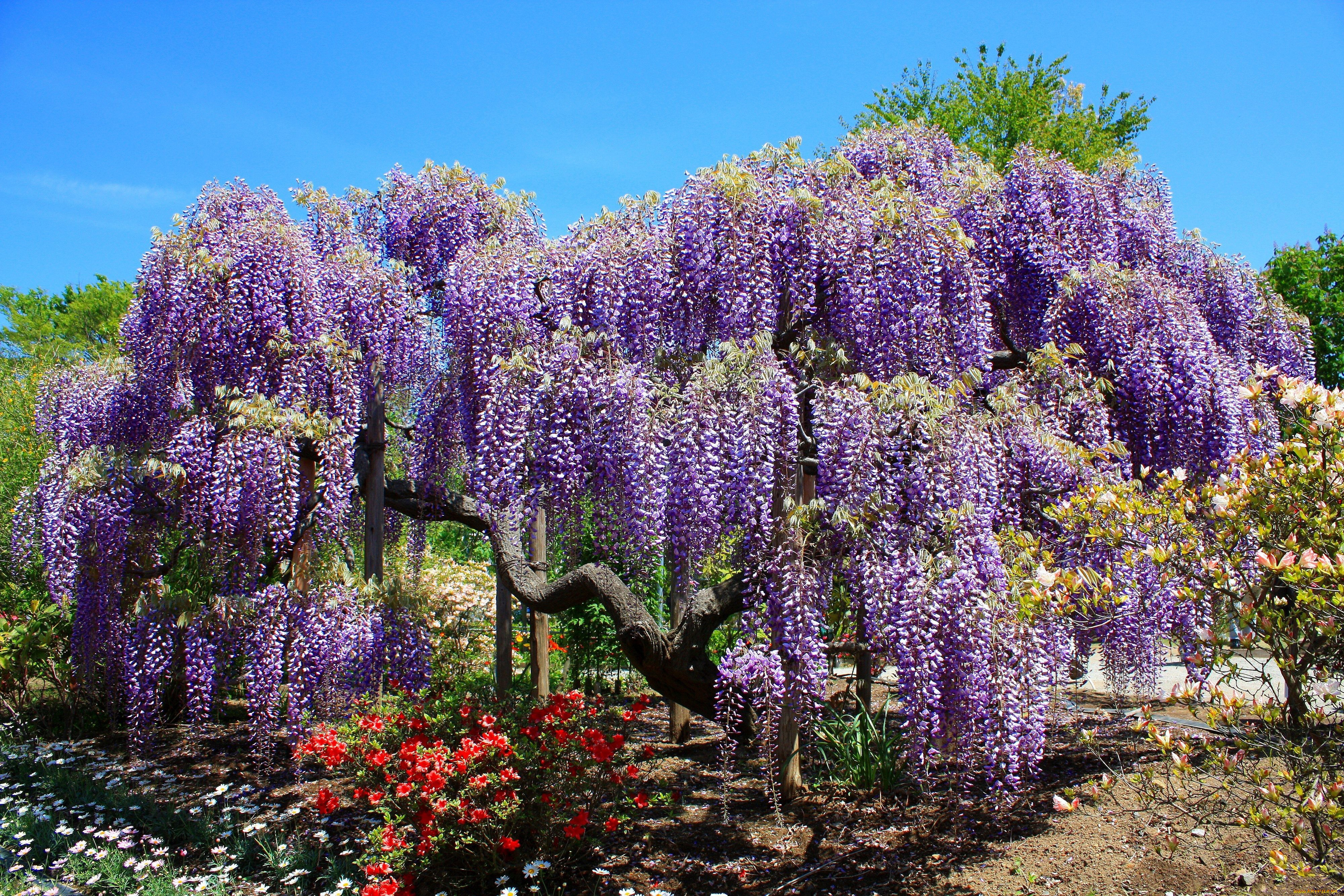 4K Ultra HD Wisteria Wonderland Wallpaper
