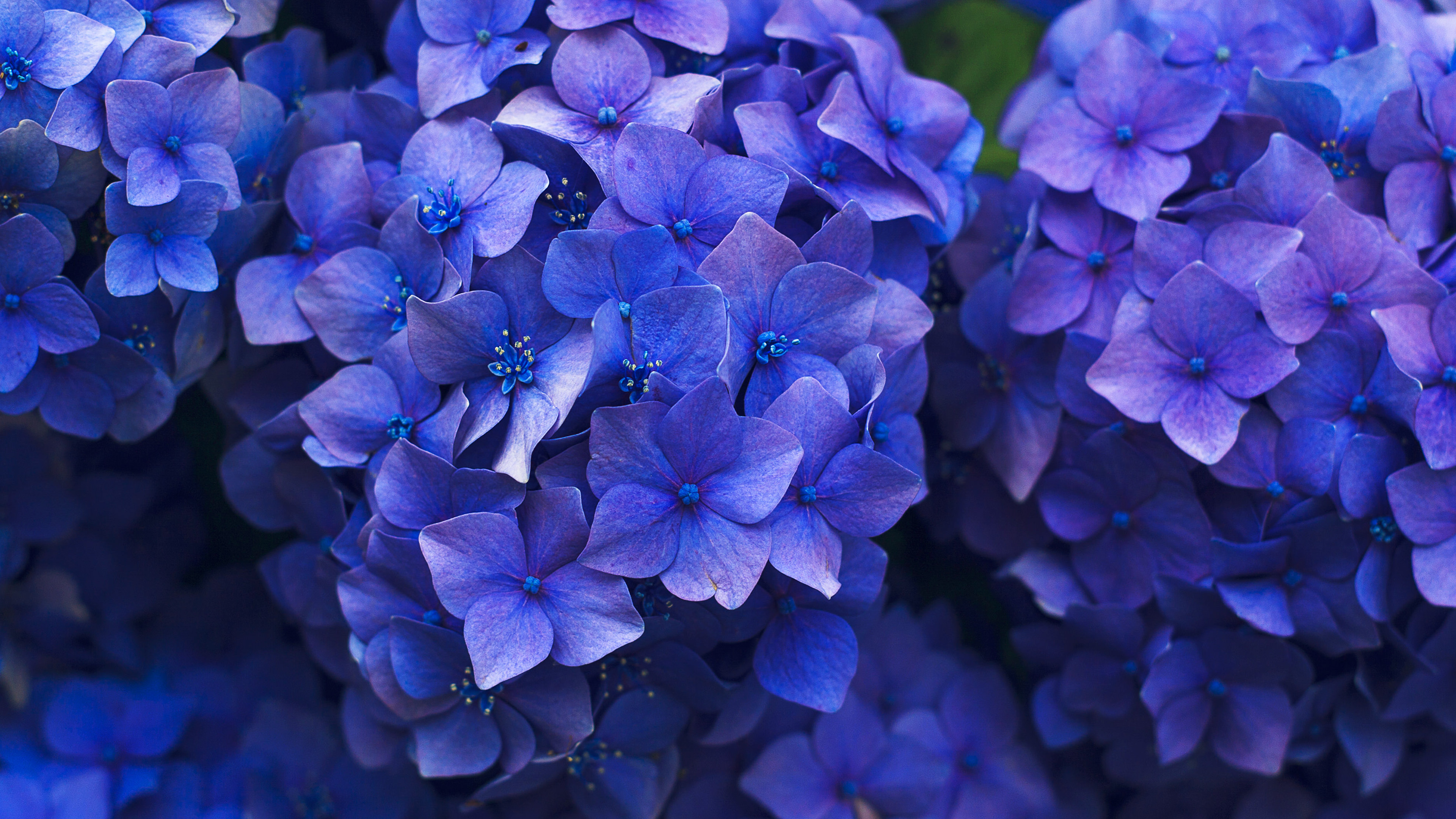 Flower Spring Blue Purple Nature