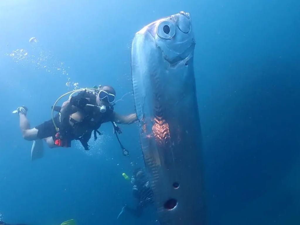 giant oarfish with mysterious holes