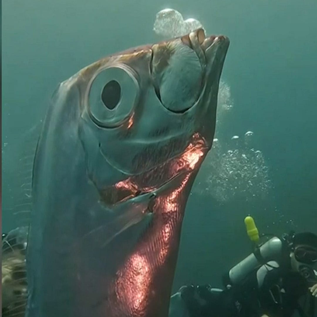 Taiwan catch rare giant oarfish