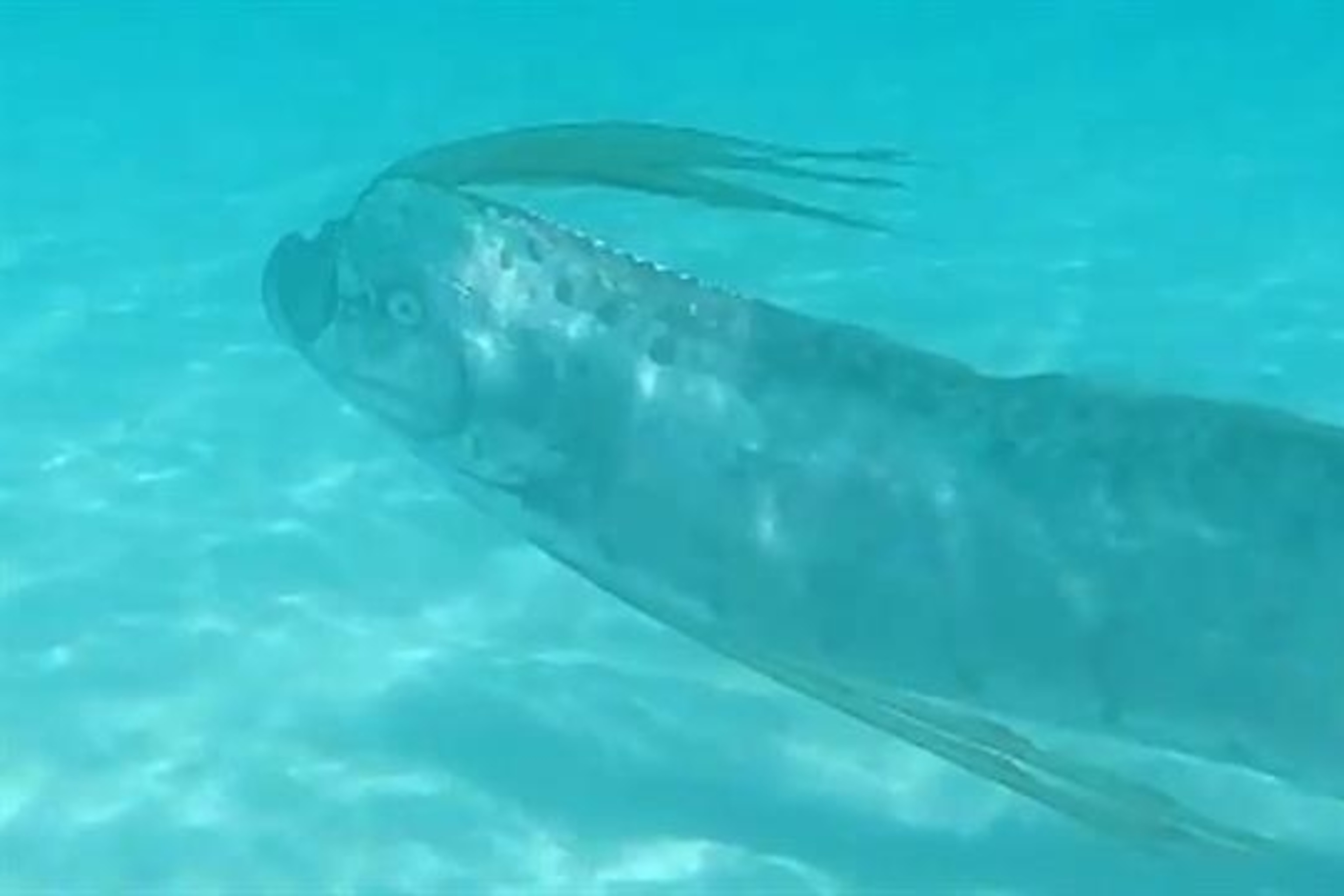 Mysterious 'Sea Serpent' Oarfish Resurfaces