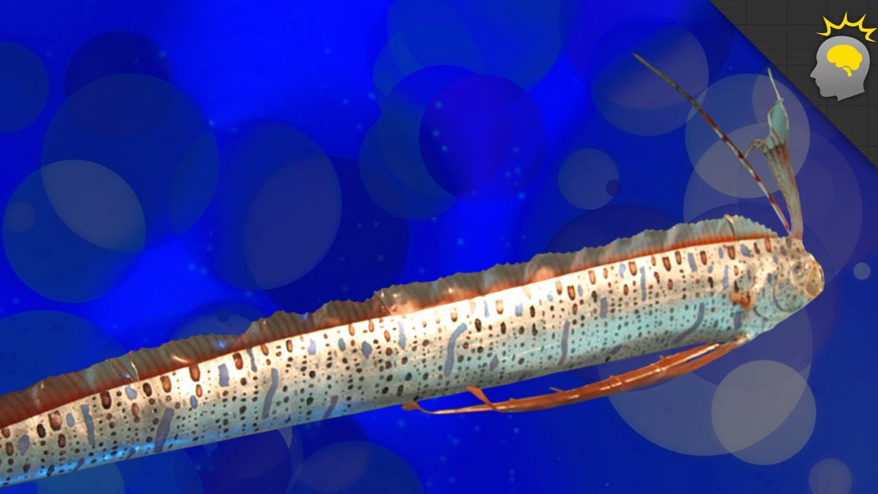 Giant Oarfish, Oh my!