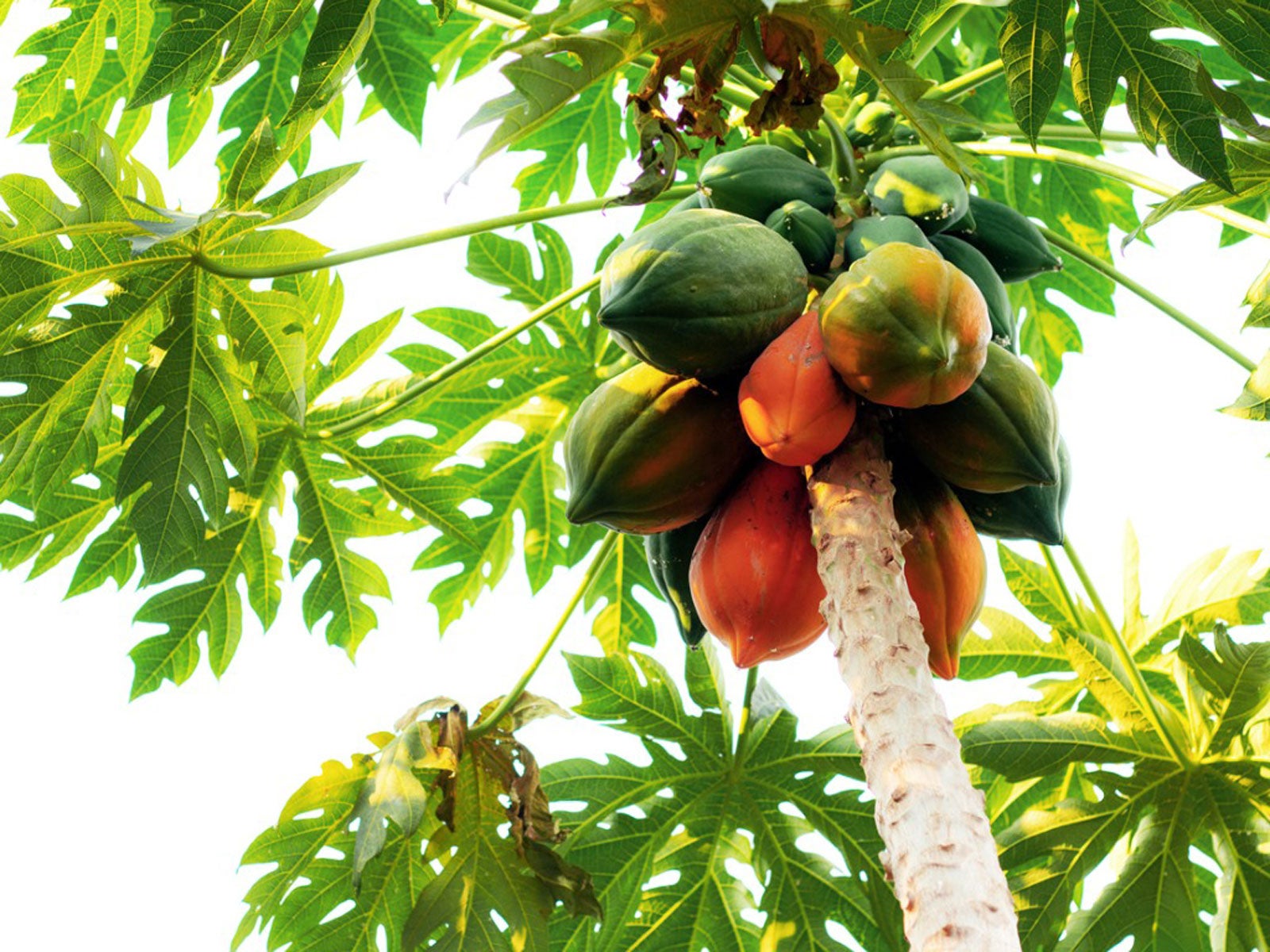 Grow A Papaya Fruit Tree