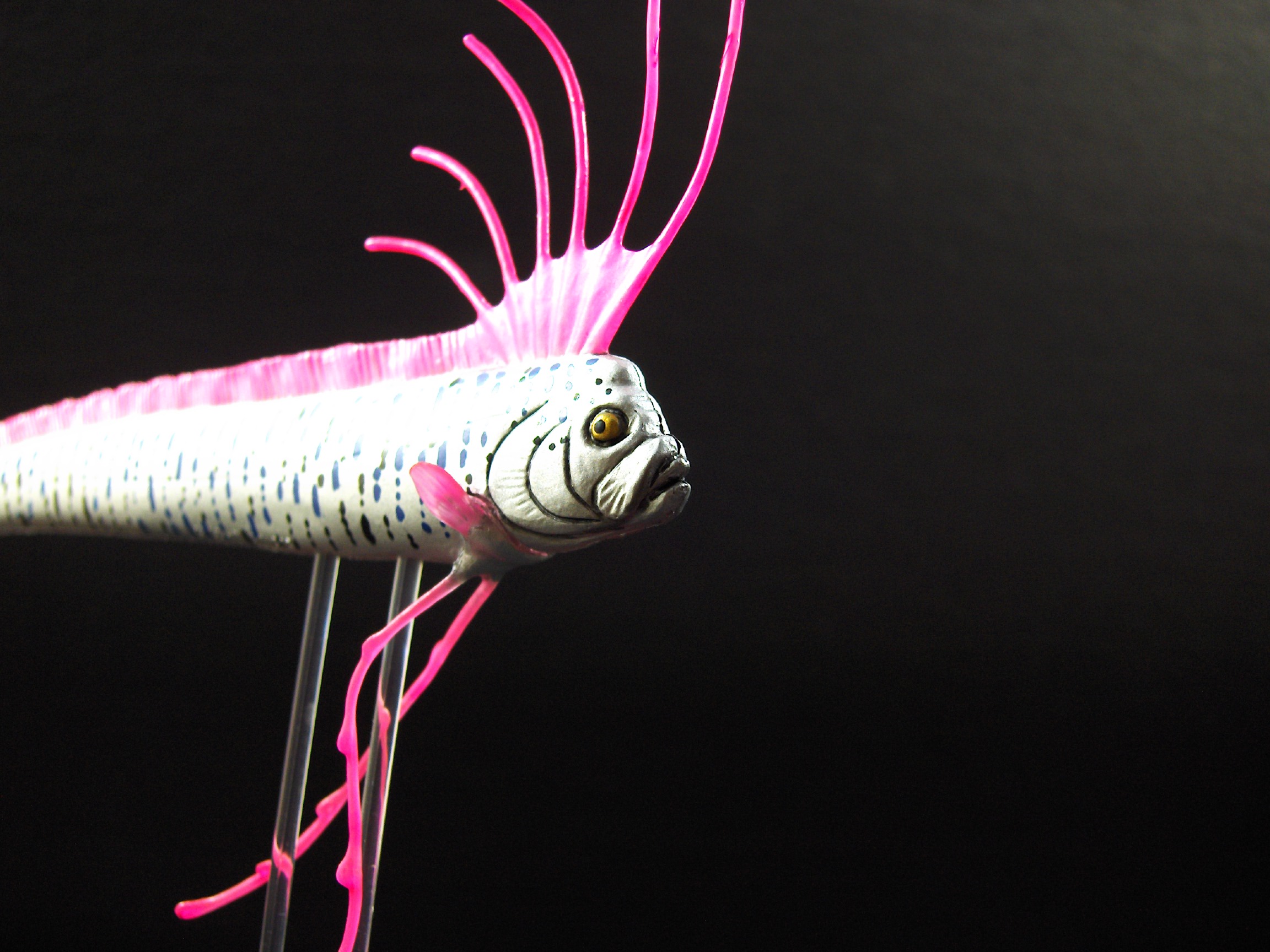 Slender Oarfish Deep Sea Fishes