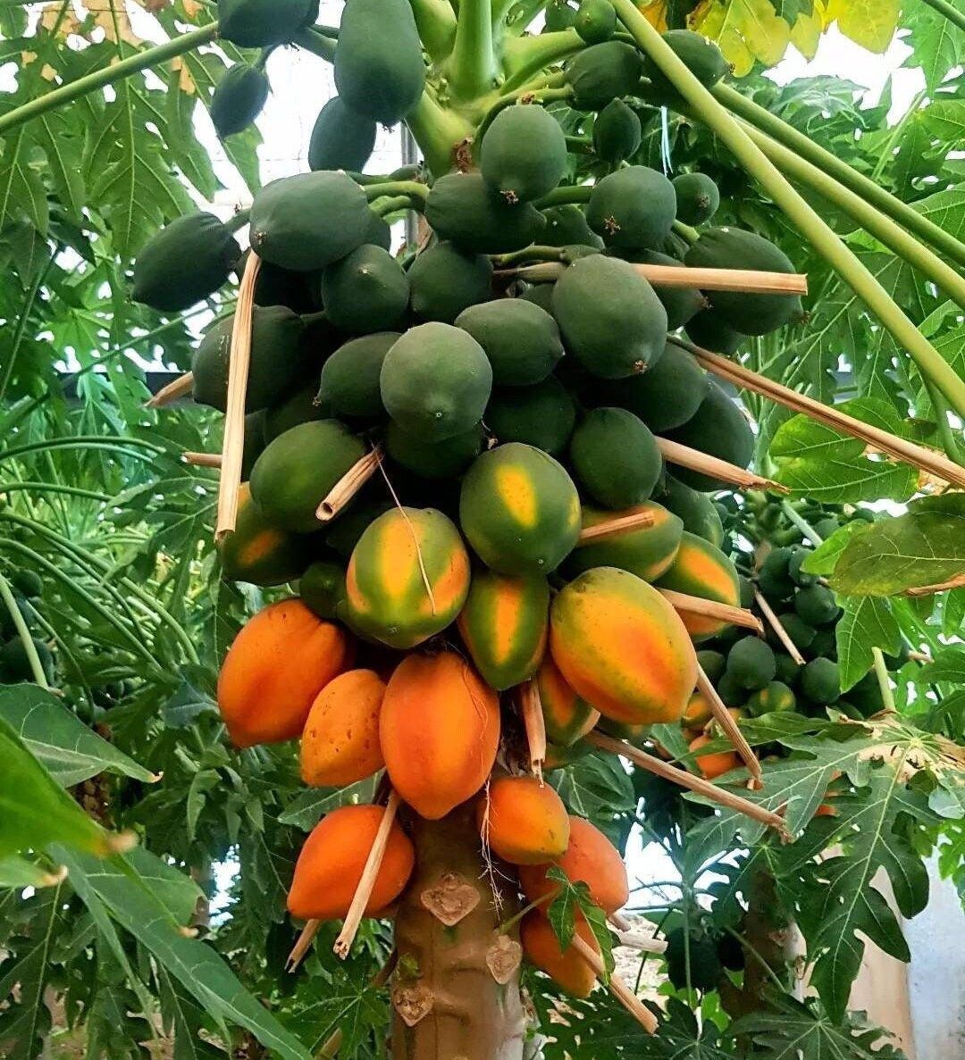 Small Tree Of Papaya - Featured Image