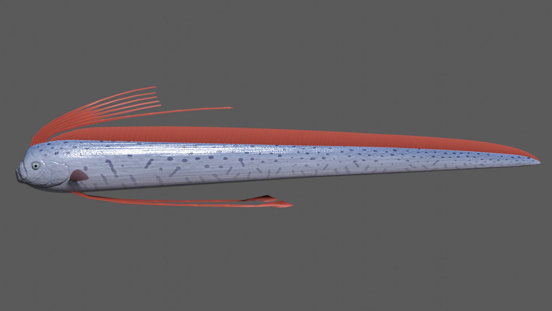 Giant oarfish 3D Model $30 - .3Ds