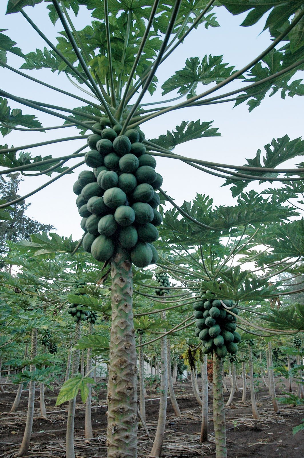 Papaya. Description, Cultivation, Uses