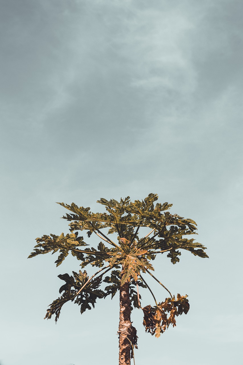 Isolated Papaya Tree