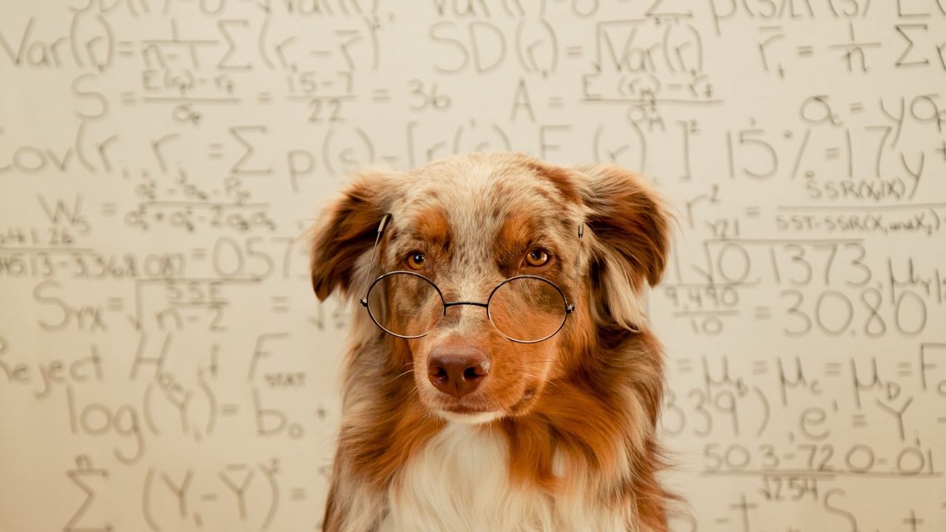 Wallpaper background glasses dog