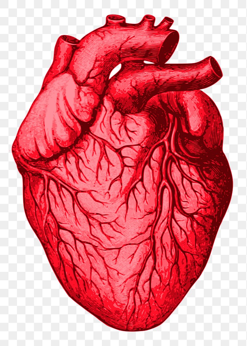Human Heart Image. Free Photo, PNG