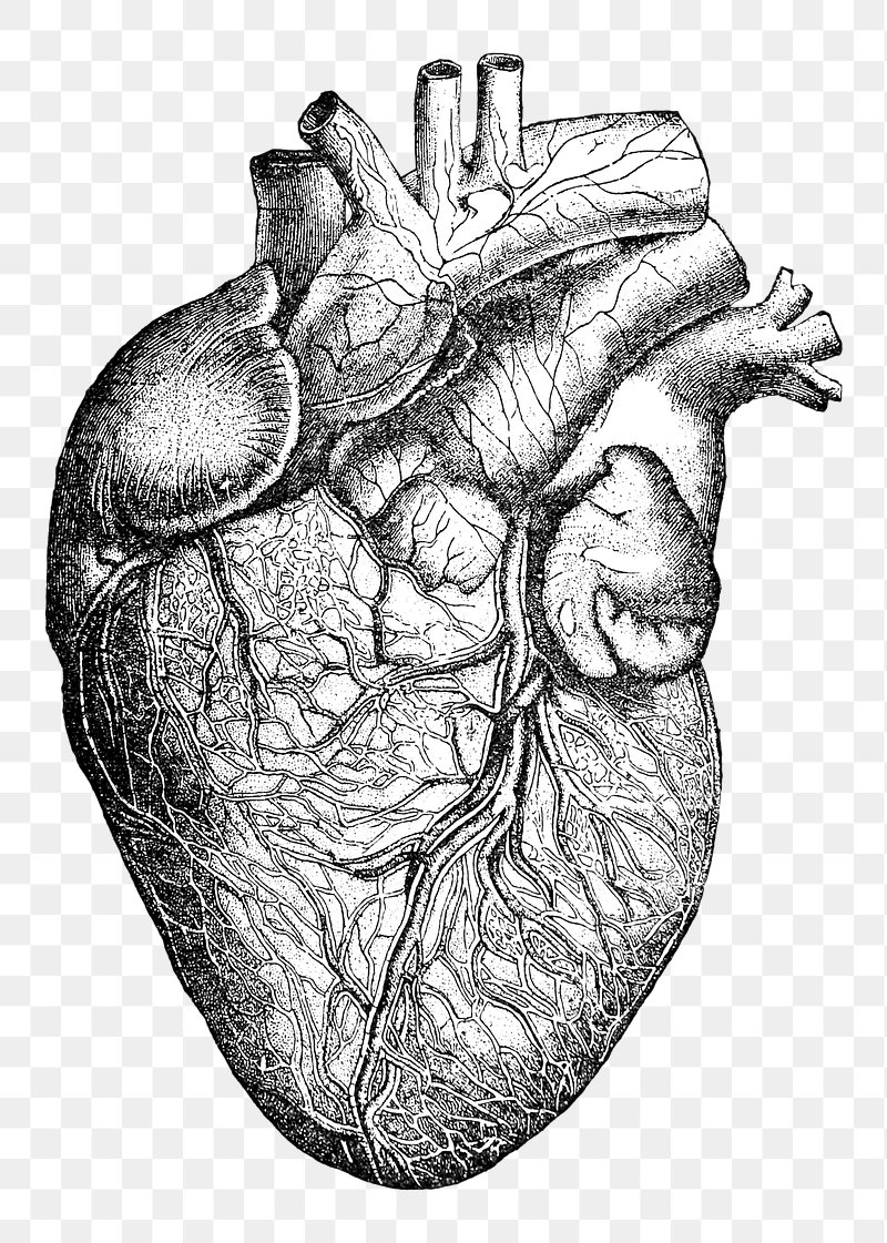 Heart Organ Image. Free Photo, PNG