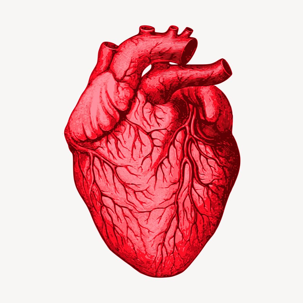 Heart Organ Donation Vector Image