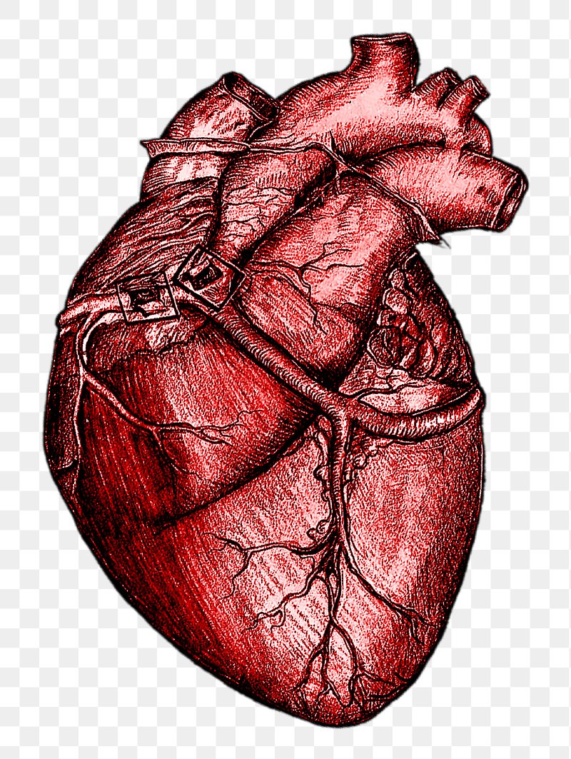 Human Heart Image. Free Photo, PNG