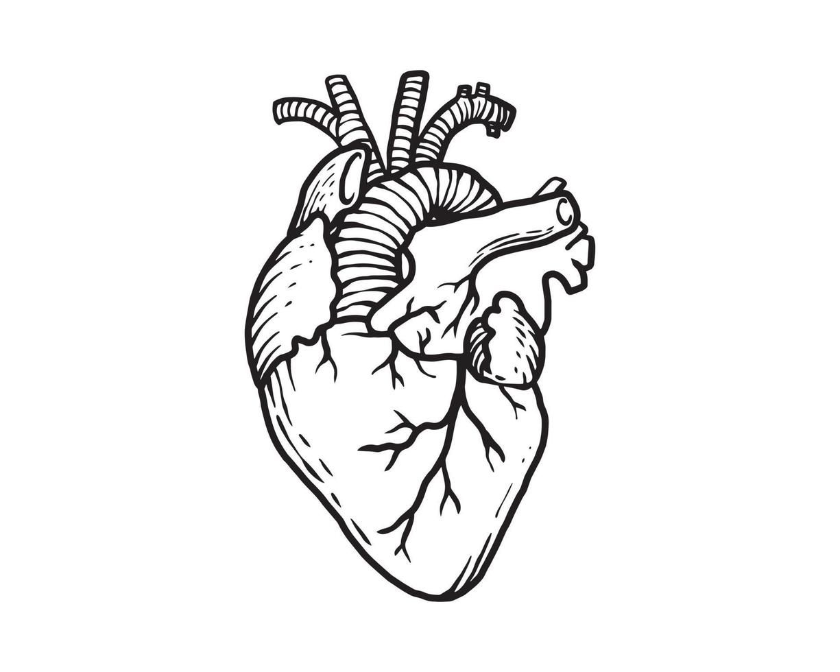 Human heart drawing